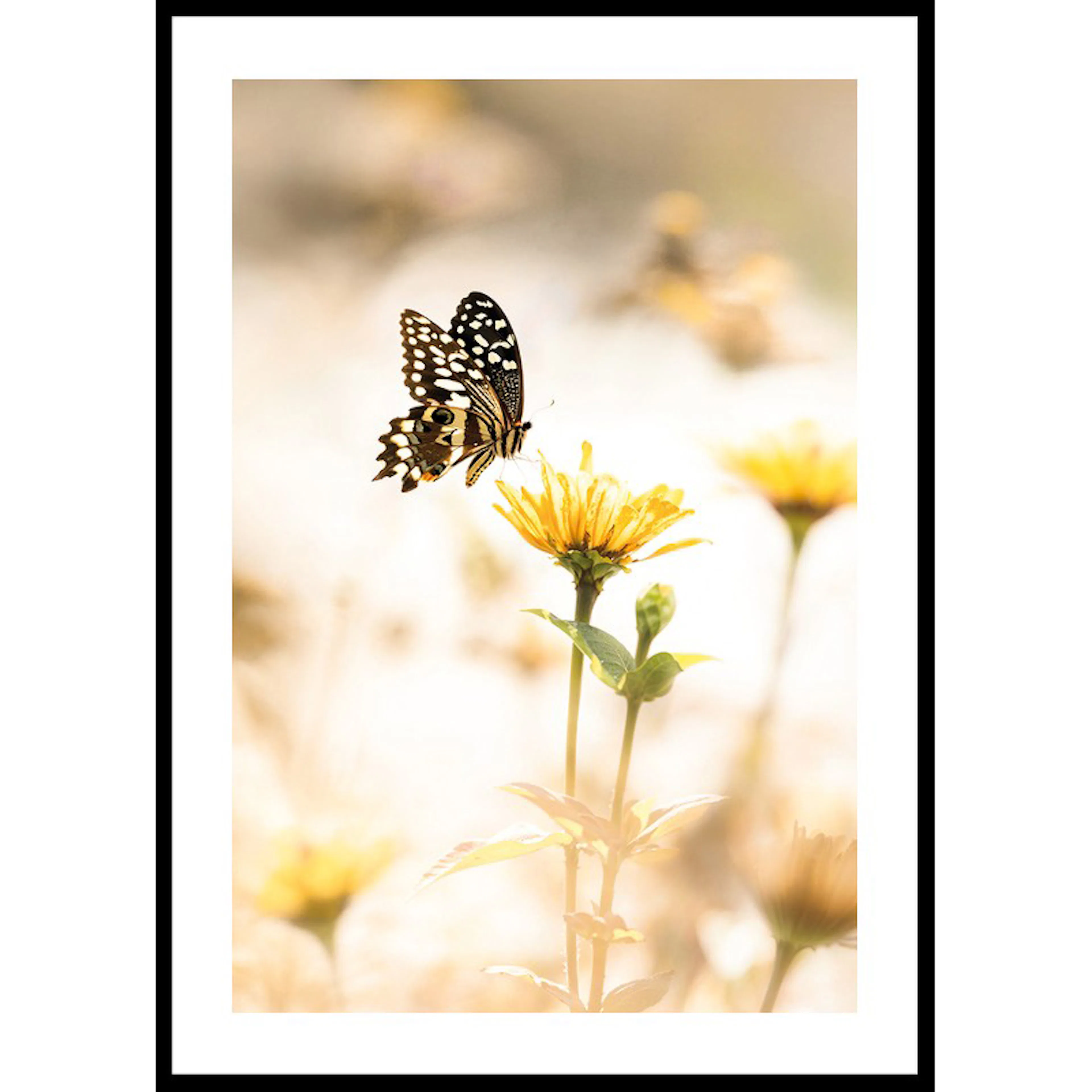Poster Gallerix Butterfly Bliss