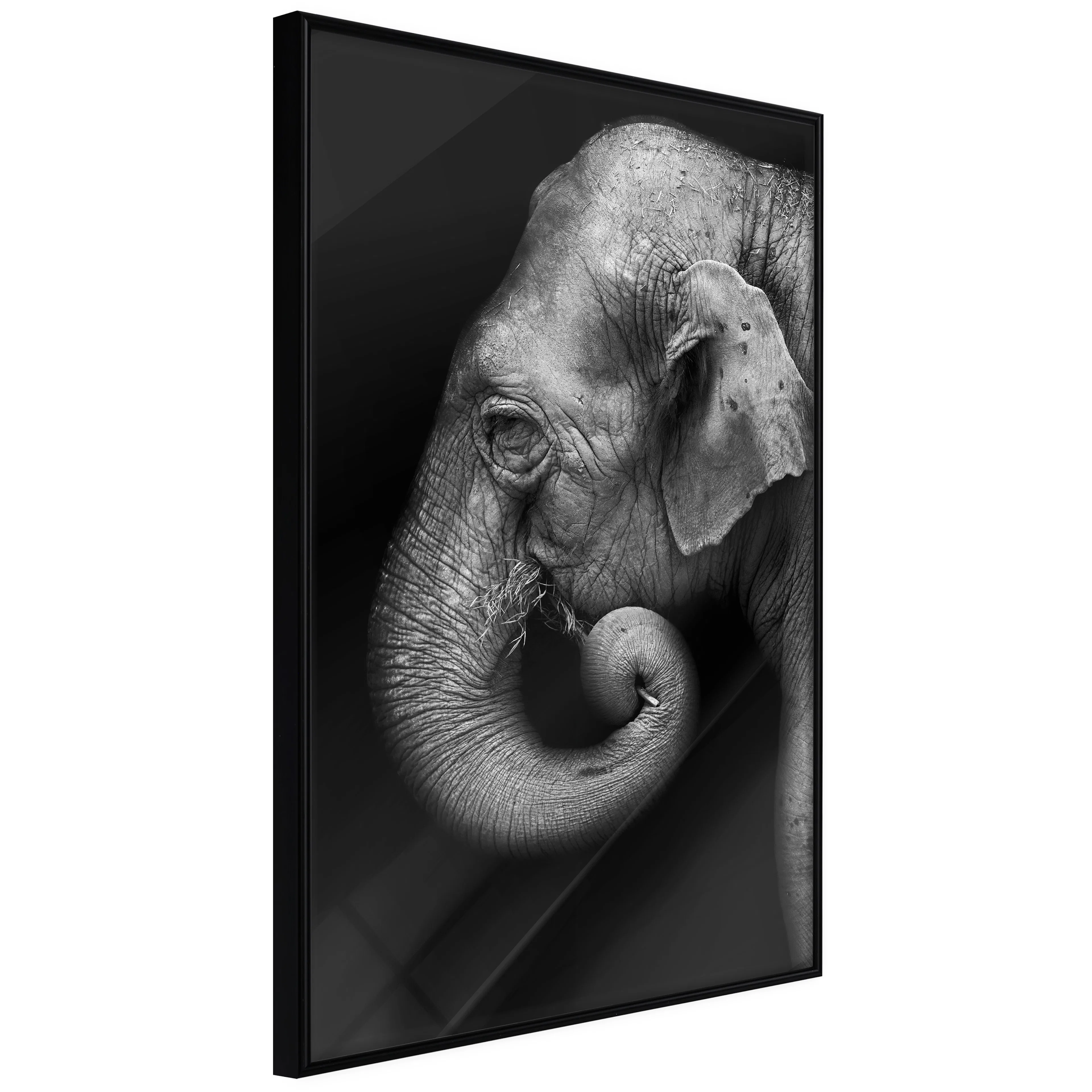 Affisch - Portrait of Elephant [Poster] 40x60 Svart ram, 40x60 cm
