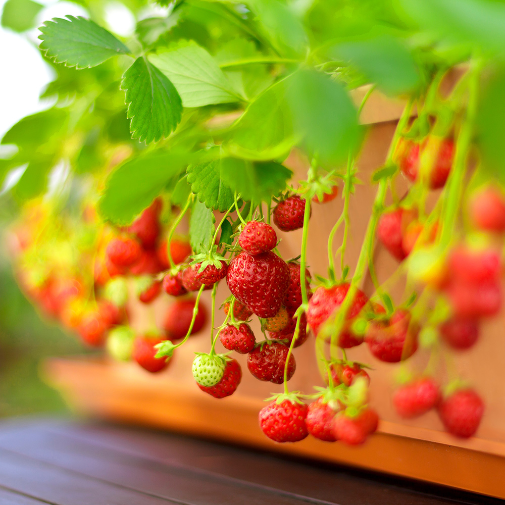 Smulgubbe Rebecka Omnia Garden