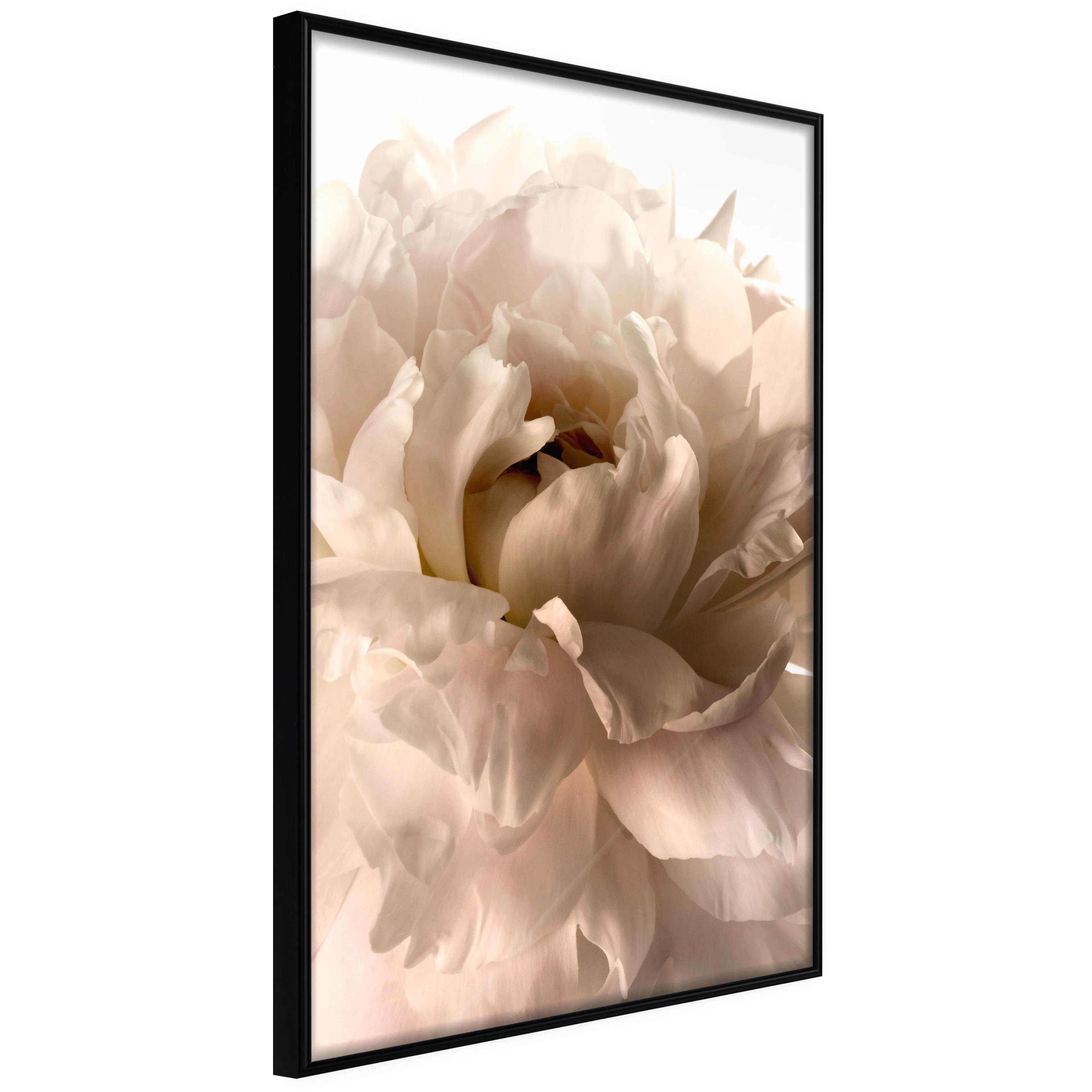 Affisch - Soft Petals [Poster] 40x60 Svart ram, 40x60 cm