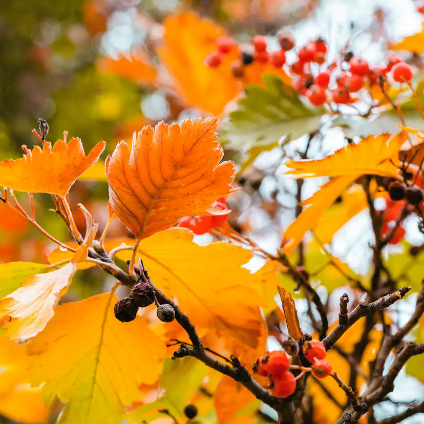 Prydnadsträd Omnia Garden Oxel