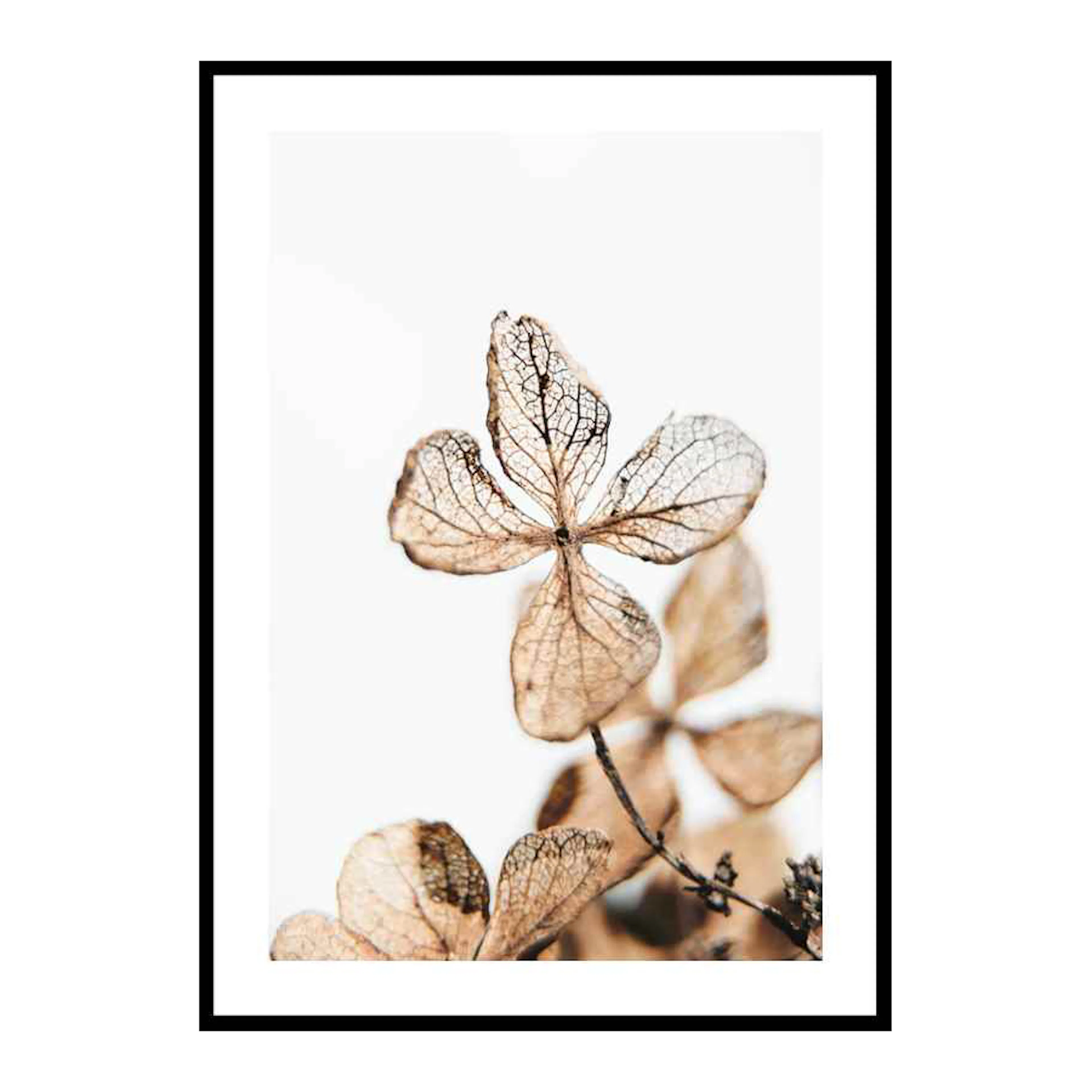 Poster Gallerix Four Leaves Plant