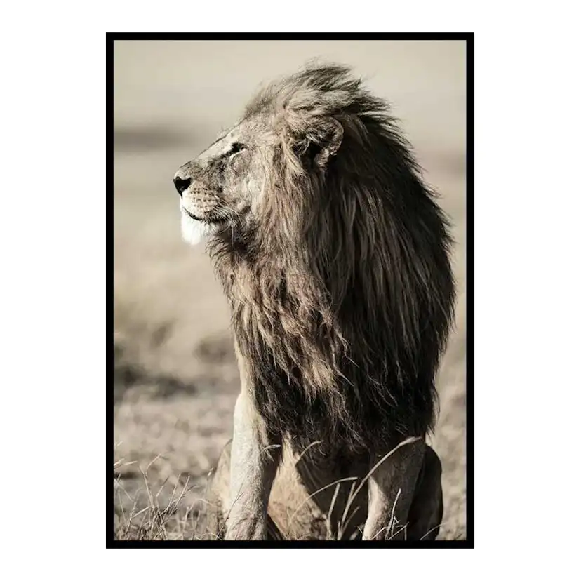 Poster Gallerix Lion In Profile