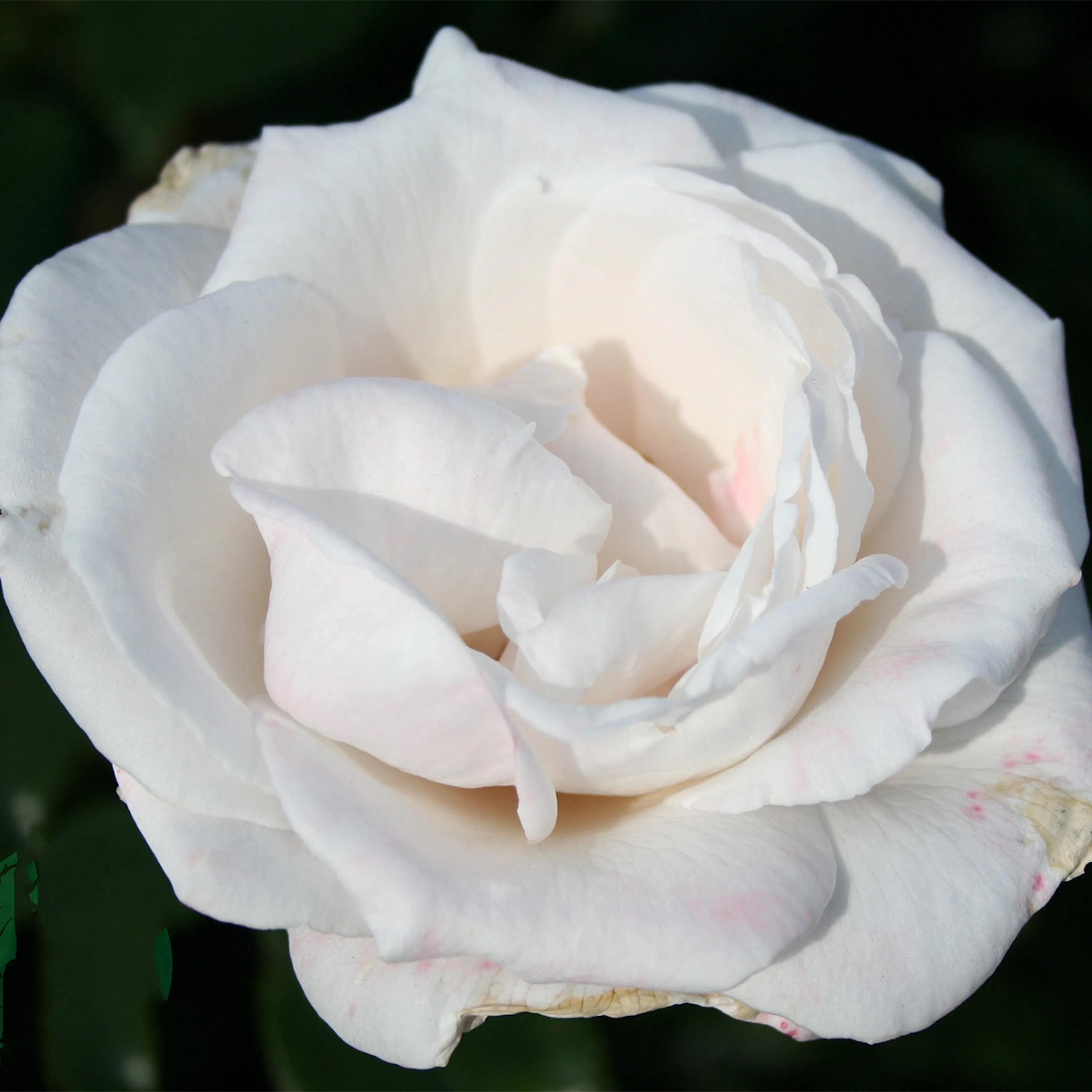 Rosa "Royal Copenhagen", 1-pack 1-pack