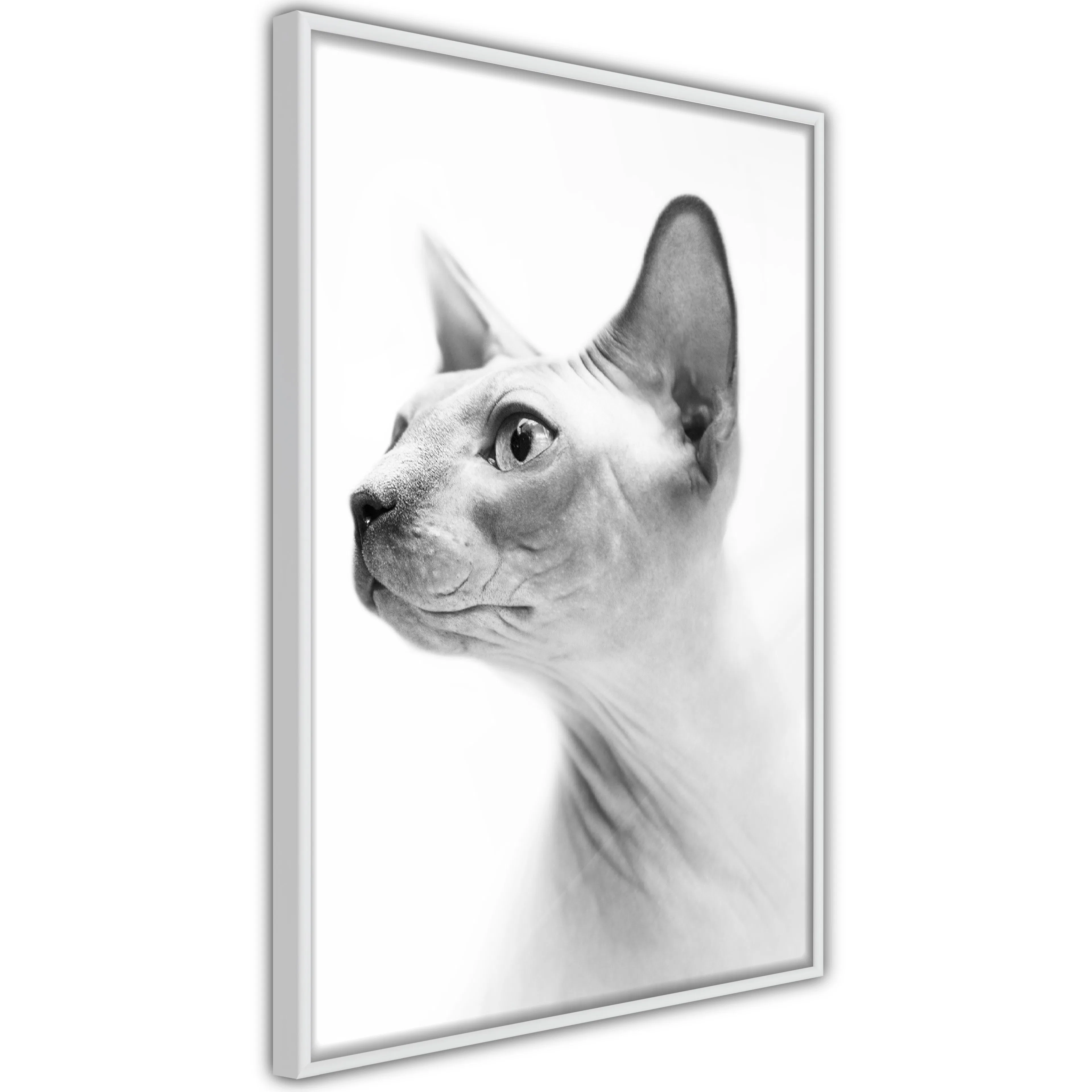 Poster Artgeist Affisch Hairless Cat