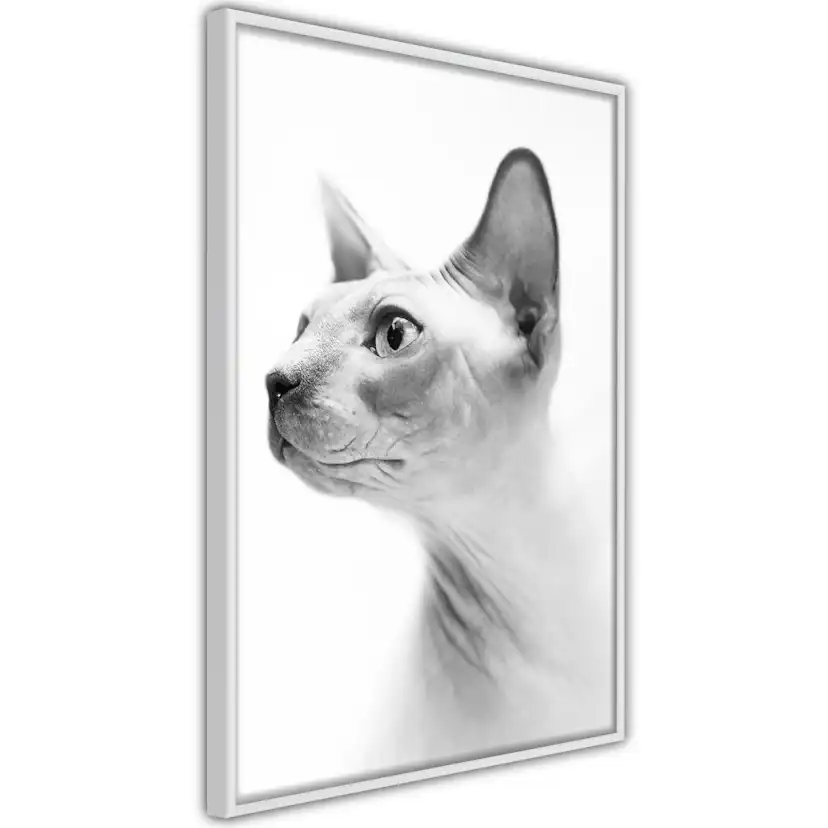 Poster Artgeist Affisch Hairless Cat