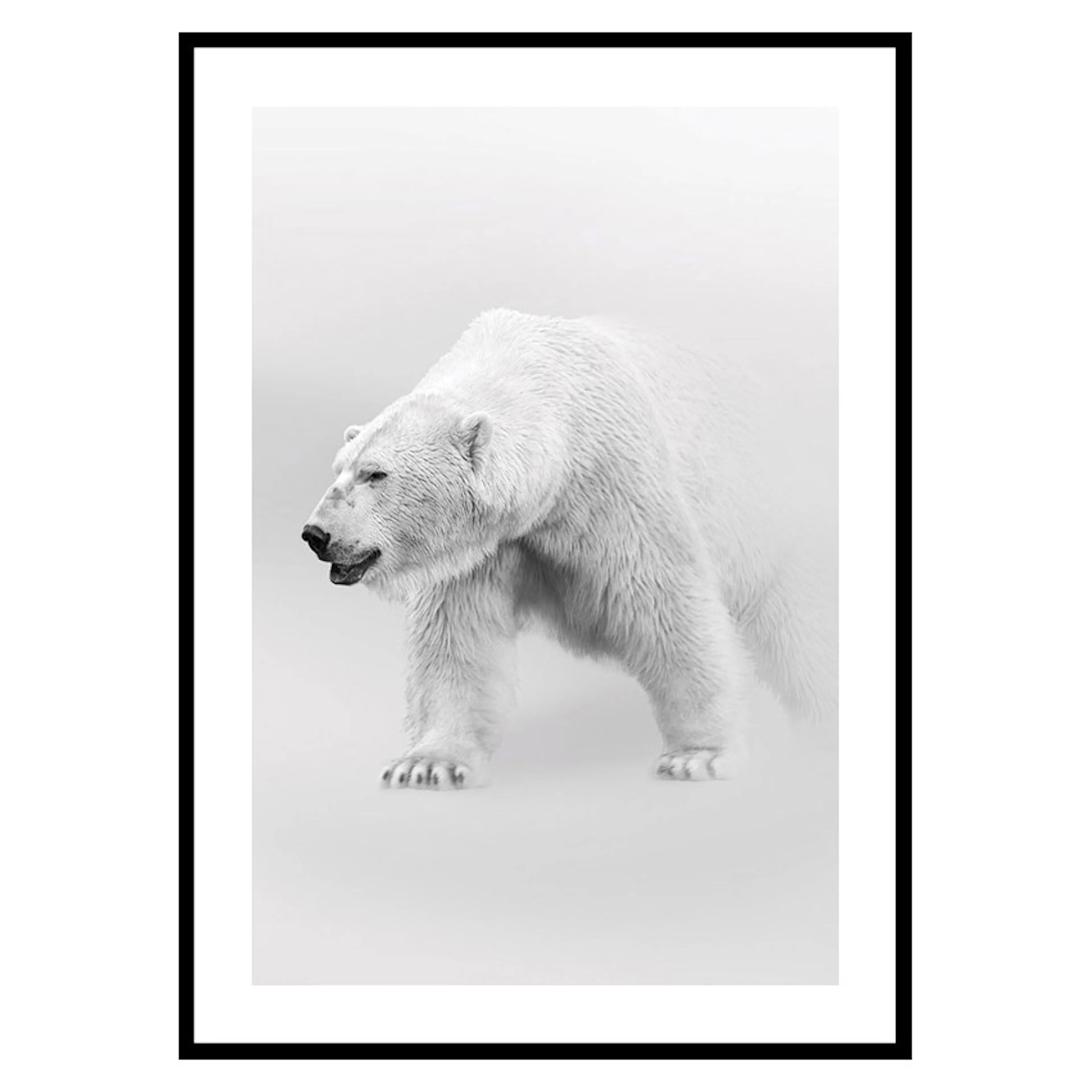 Poster Gallerix Faded Polar Bear