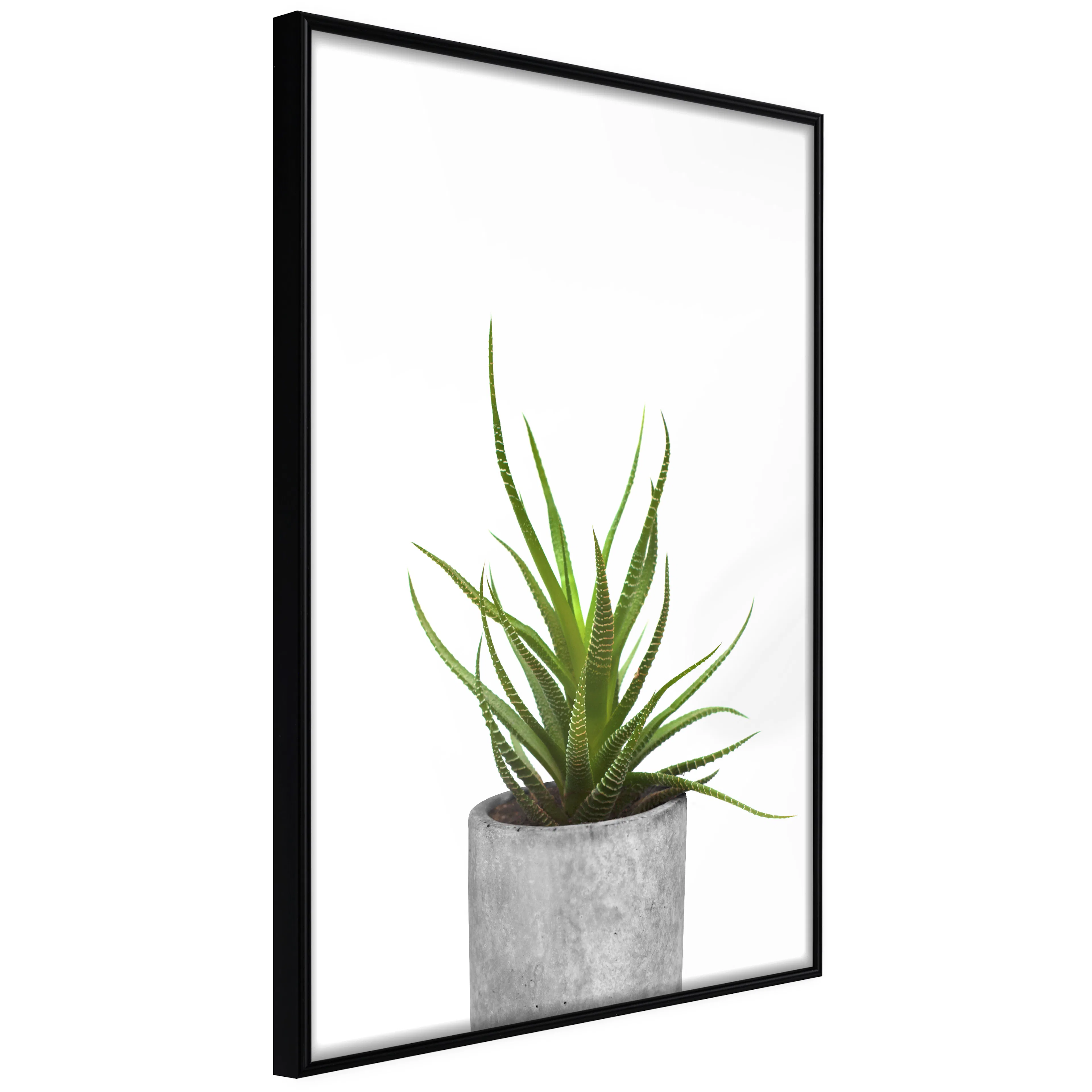Affisch - Haworthia [Poster] 40x60 Svart ram, 40x60 cm