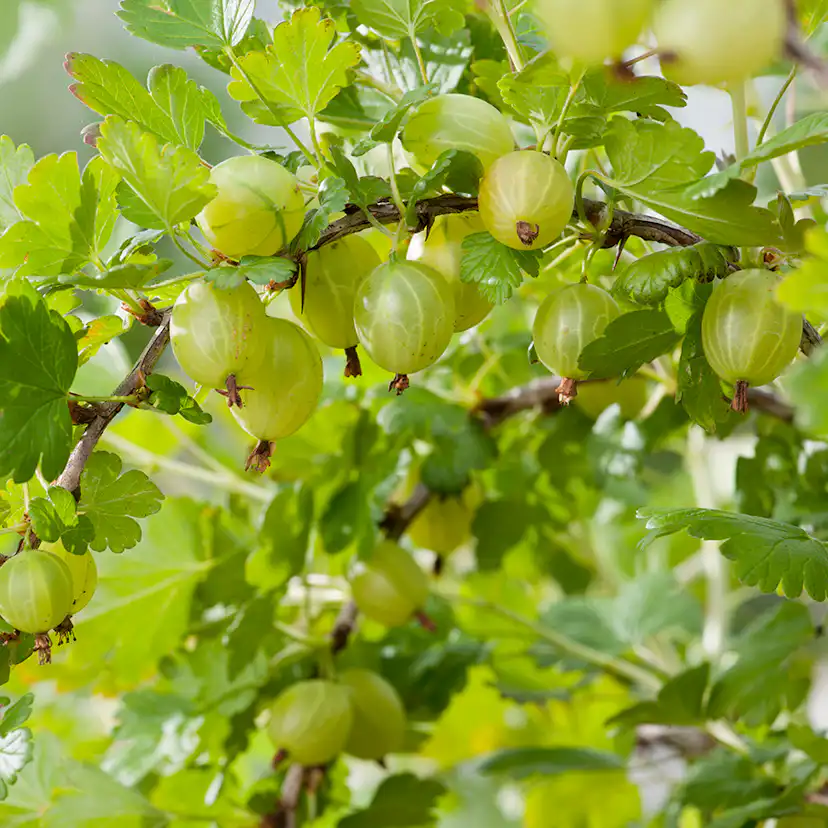 Buske Gula Krusbär Omnia Garden Stam 40-60 sth