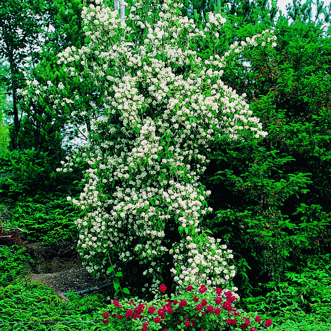 Prydnadsbuske Schersmin- Doftschersmin Omnia Garden 100-150 cm