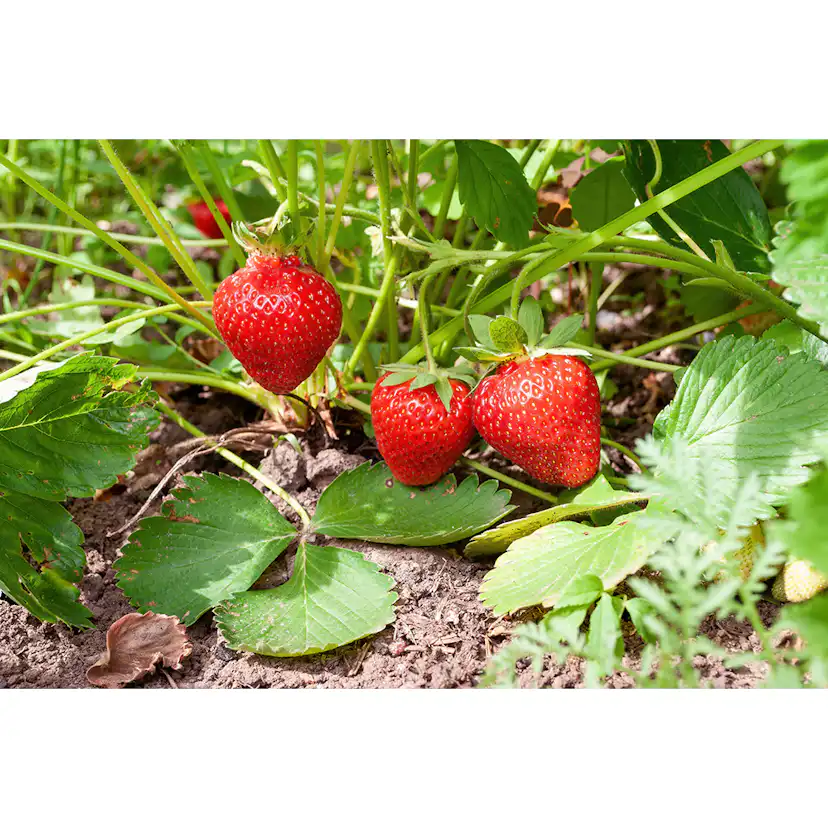 Jordgubbe Omnia Garden Fragaria Ananassa Sonata