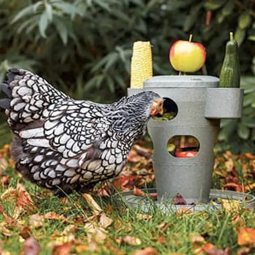 Snackstorn Ryom Höns