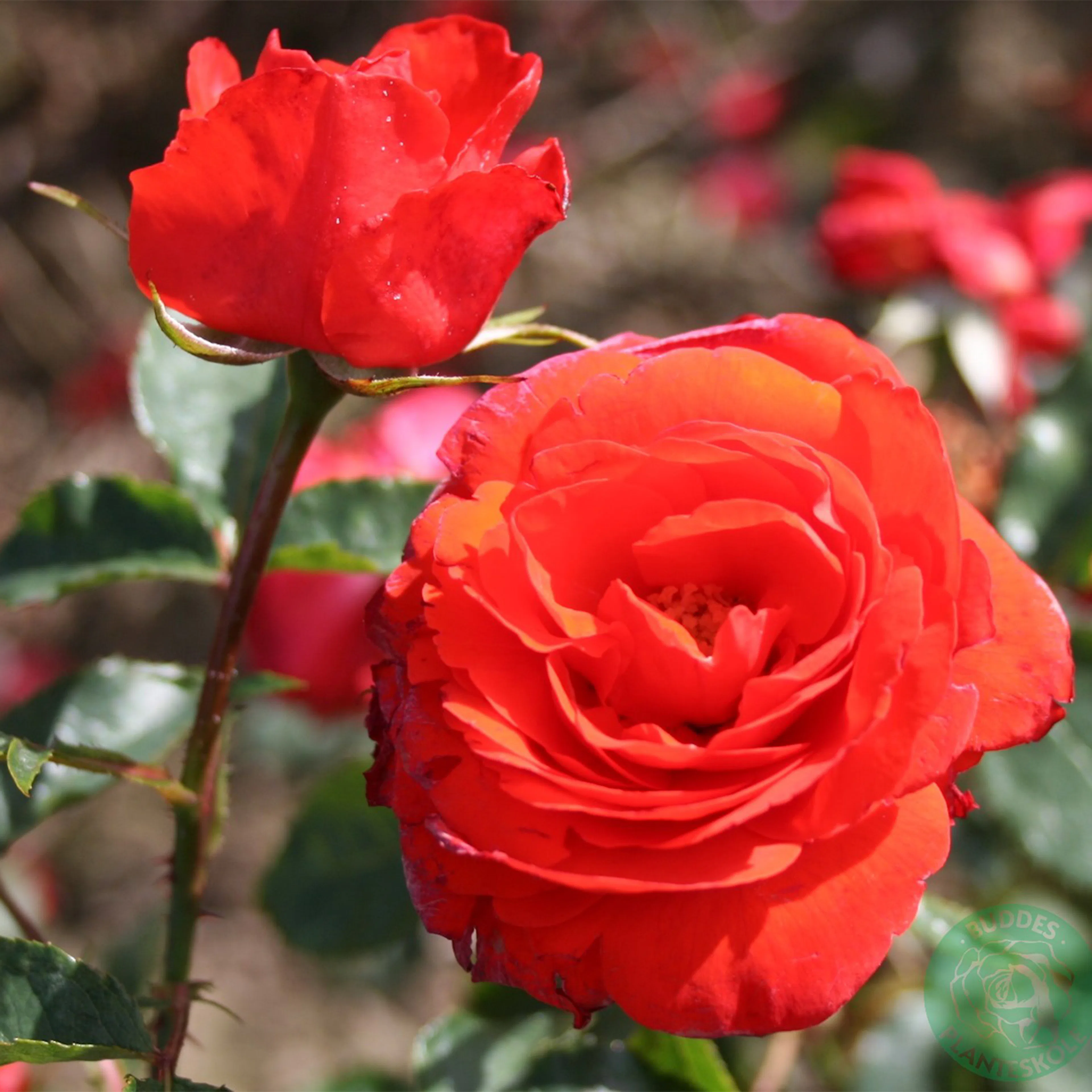 Rosa "Brilliant", 1-pack 1-pack