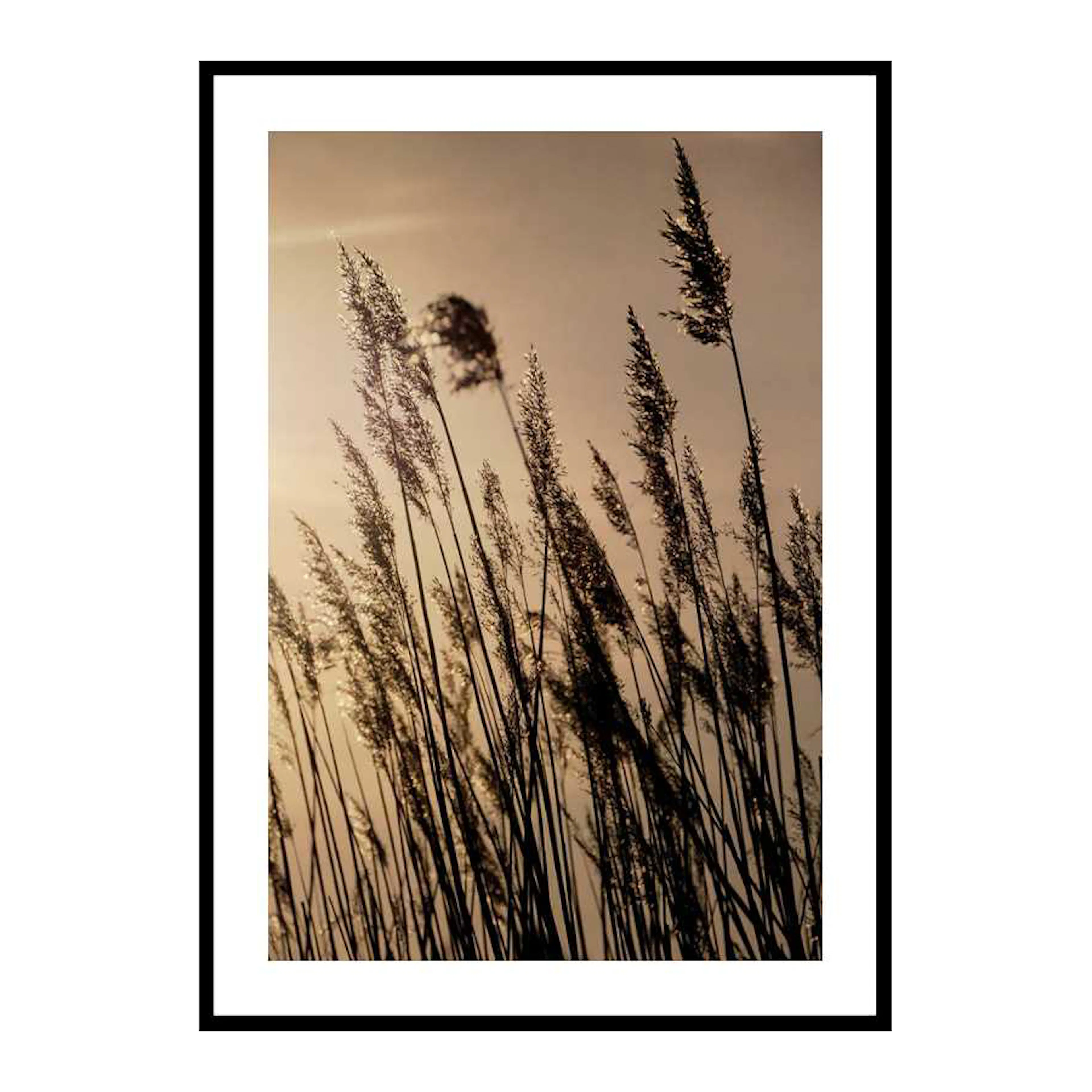 Swaying Reed 70x100 cm