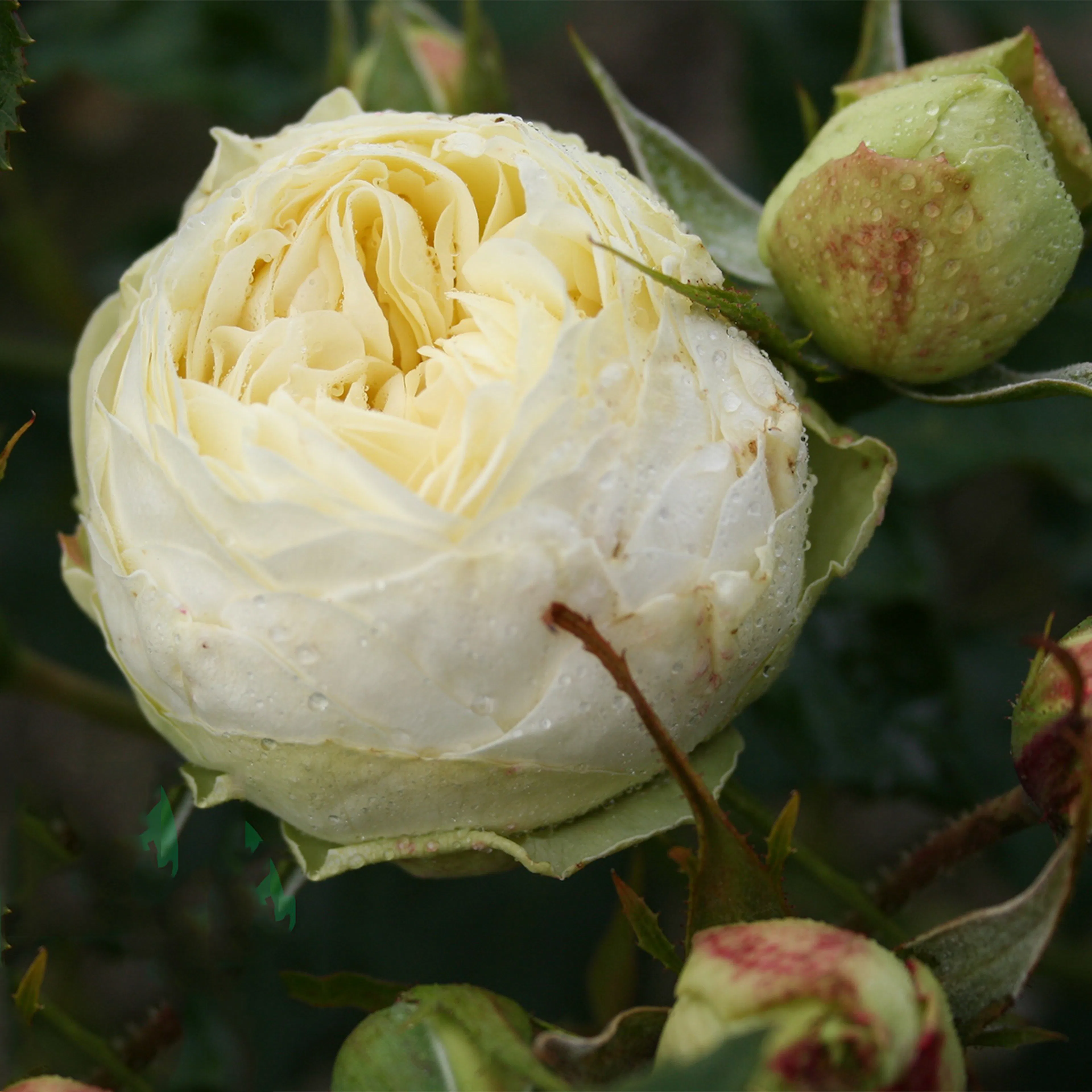 Rosa "Wedding Piano", 1-pack 1-pack