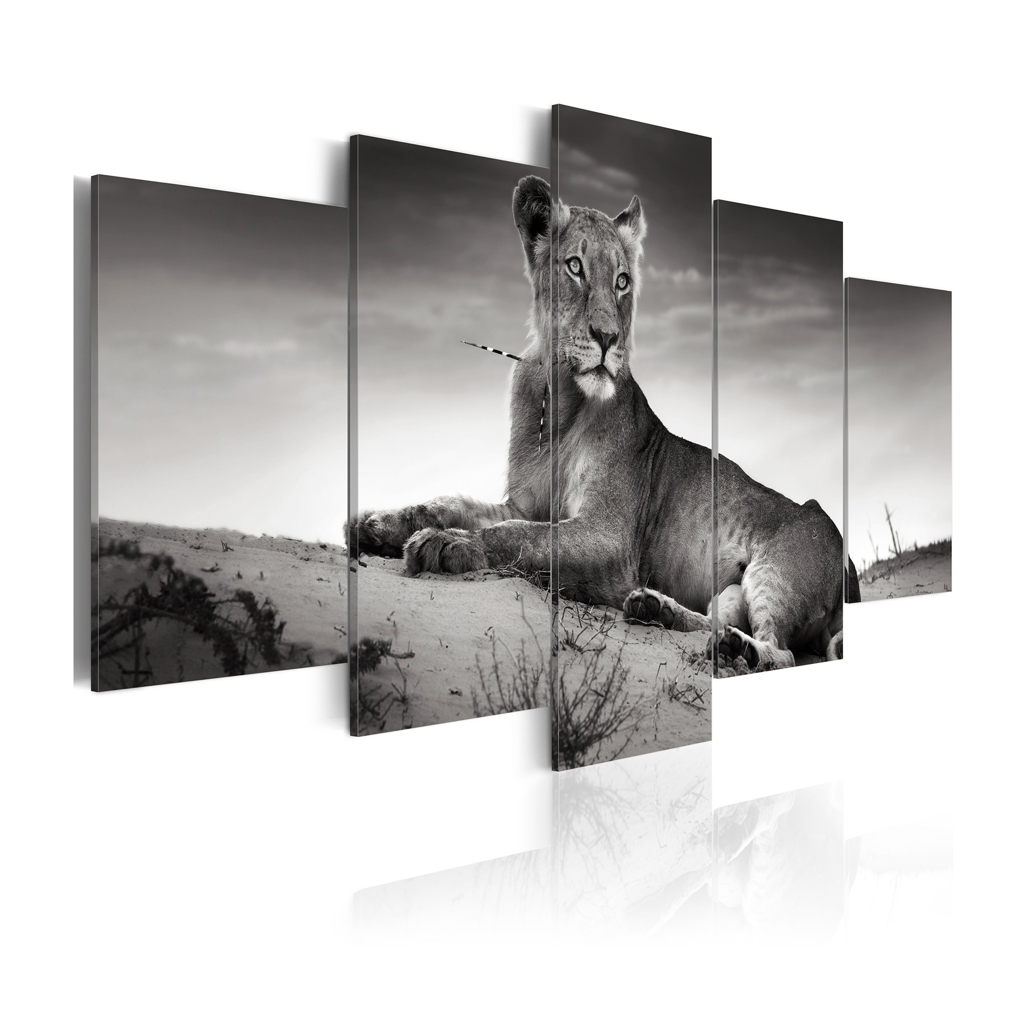 Tavla Arkiio Lioness In A Desert