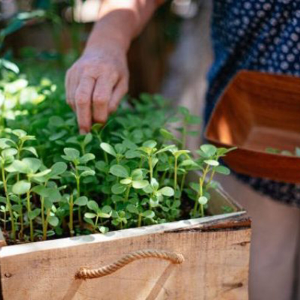 Odlingsmatta Turfquick Portlak