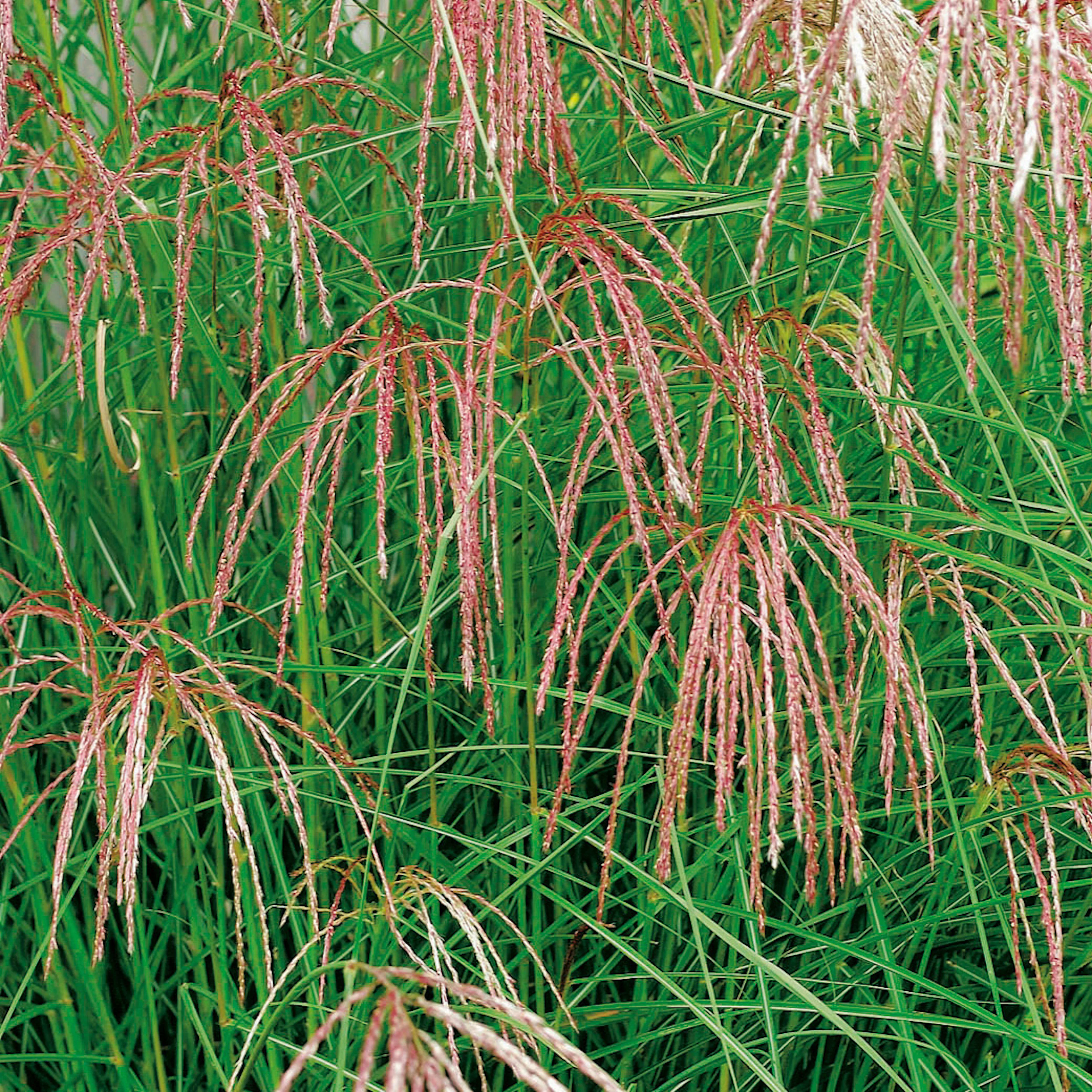 Planta Omnia Garden Glansmiskantus Flamingo