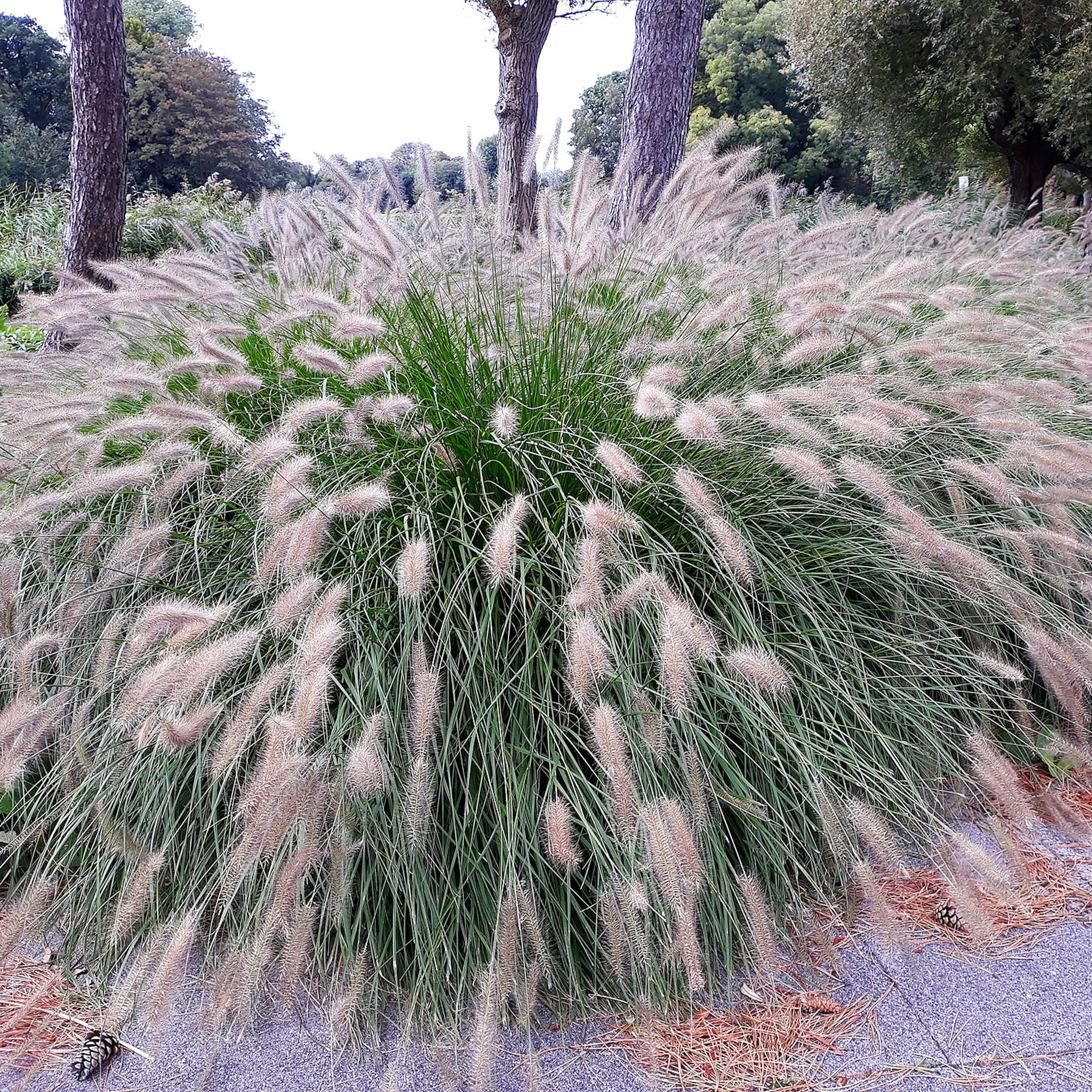 Pennisetum alopecuroides 'Hameln', 2 L 1-pack