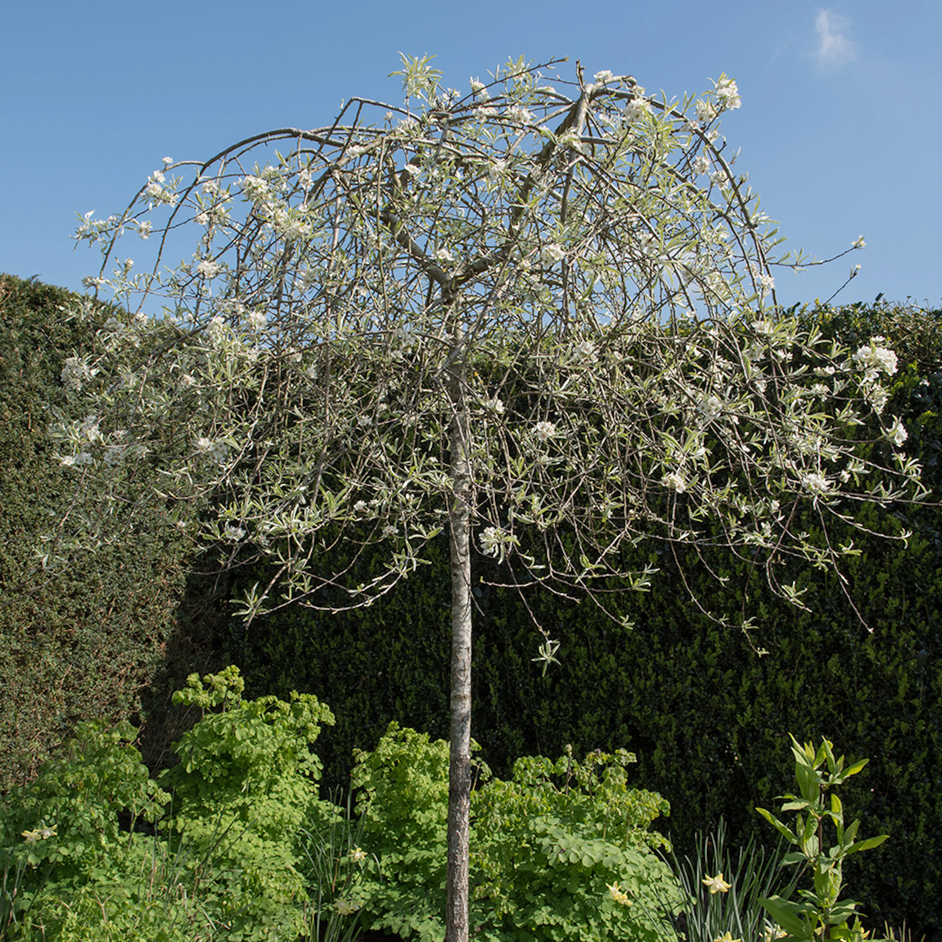 Prydnadsträd Omnia Garden Silverpäron, Grönt Lövverk & Vit Blomning, 100-120 cm