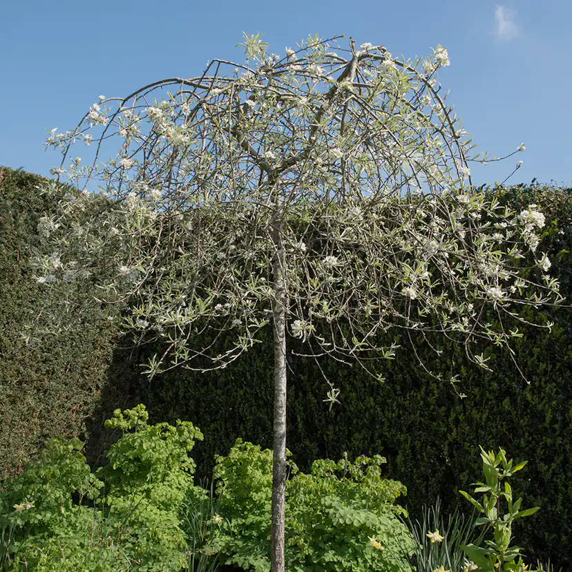 Prydnadsträd Omnia Garden Silverpäron, Grönt Lövverk & Vit Blomning, 100-120 cm