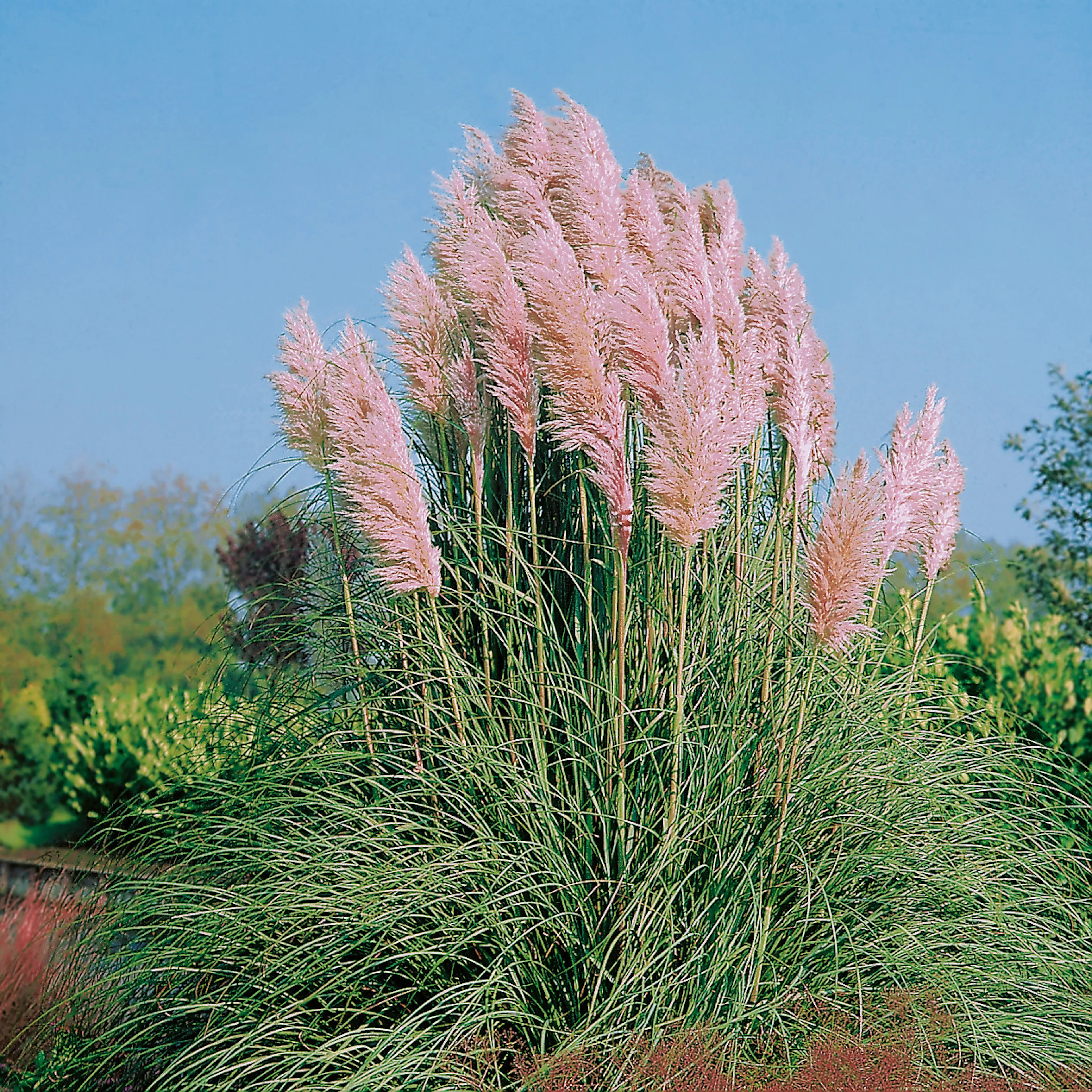 Planta Omnia Garden Pampasgräs Rosea