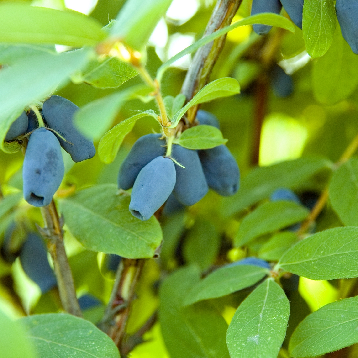 Planta Omnia Garden Blåbärstry
