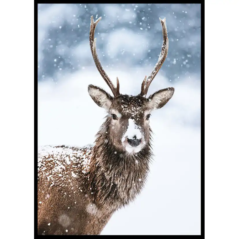 Poster Gallerix Winter Buck In Snow