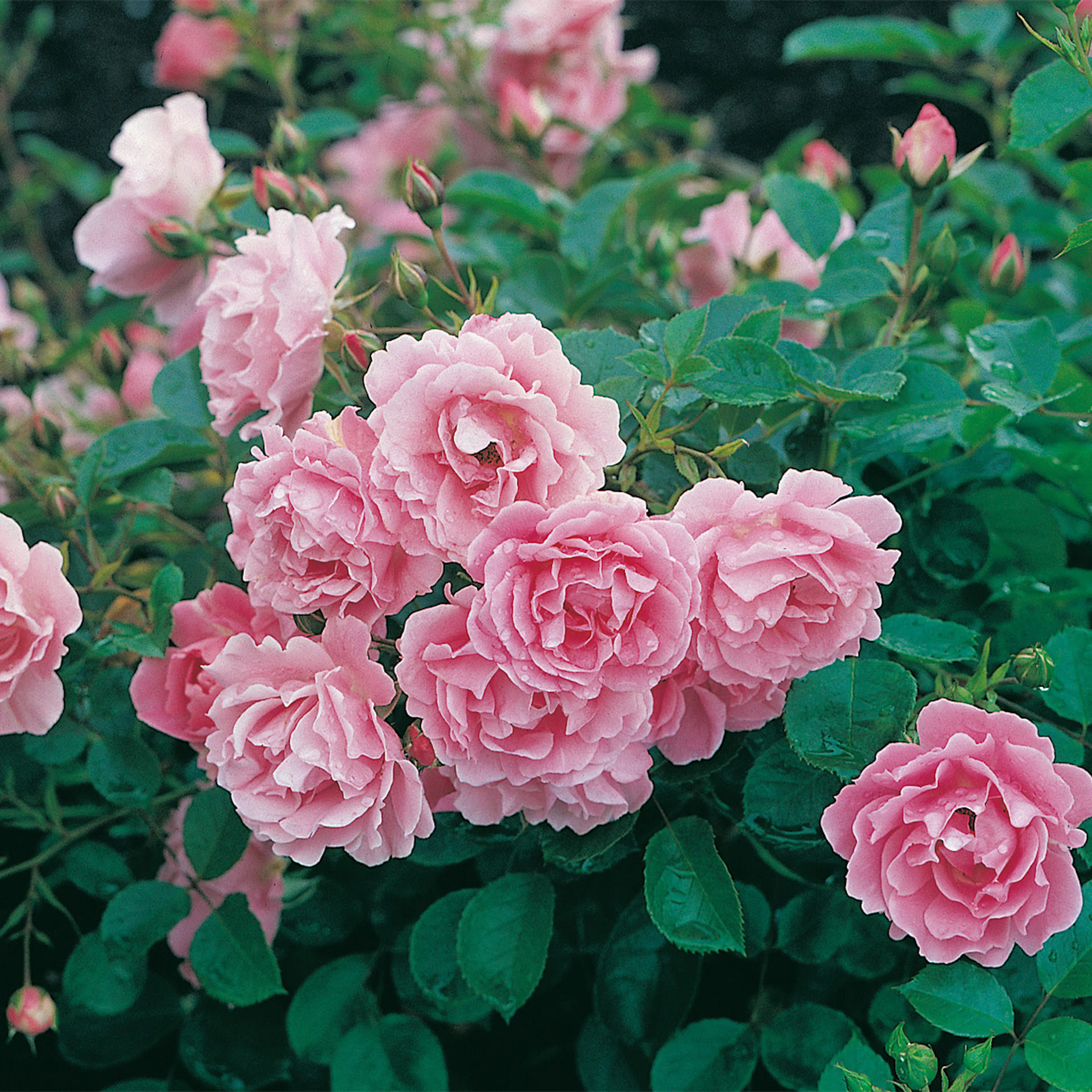 Rosa "Sommerwind", 1-pack 1-pack