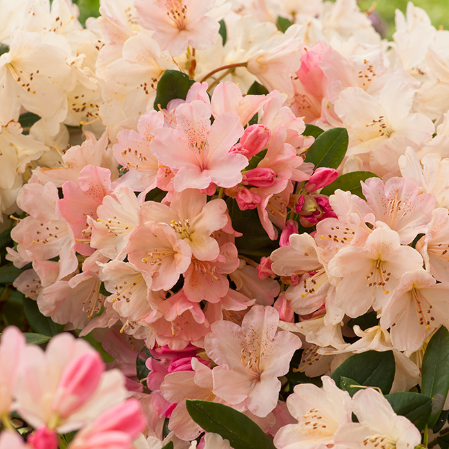 Rhododendron Omnia Garden Percy Wiseman Rosa-aprikos Dvärg 25-30 cm