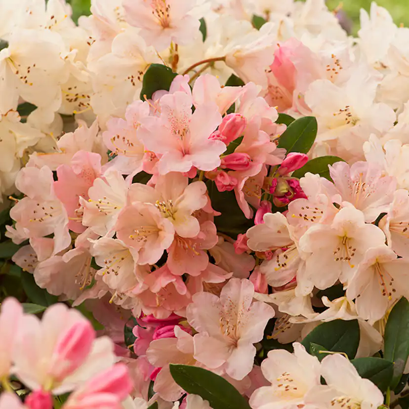 Rhododendron Omnia Garden Percy Wiseman Rosa-aprikos Dvärg 25-30 cm