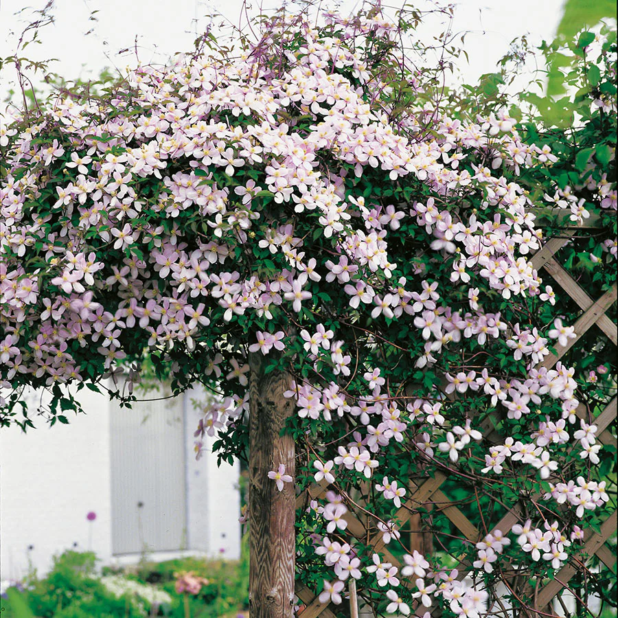 Klätterväxt Röd Bergklematis Omnia Garden 40-60 cm