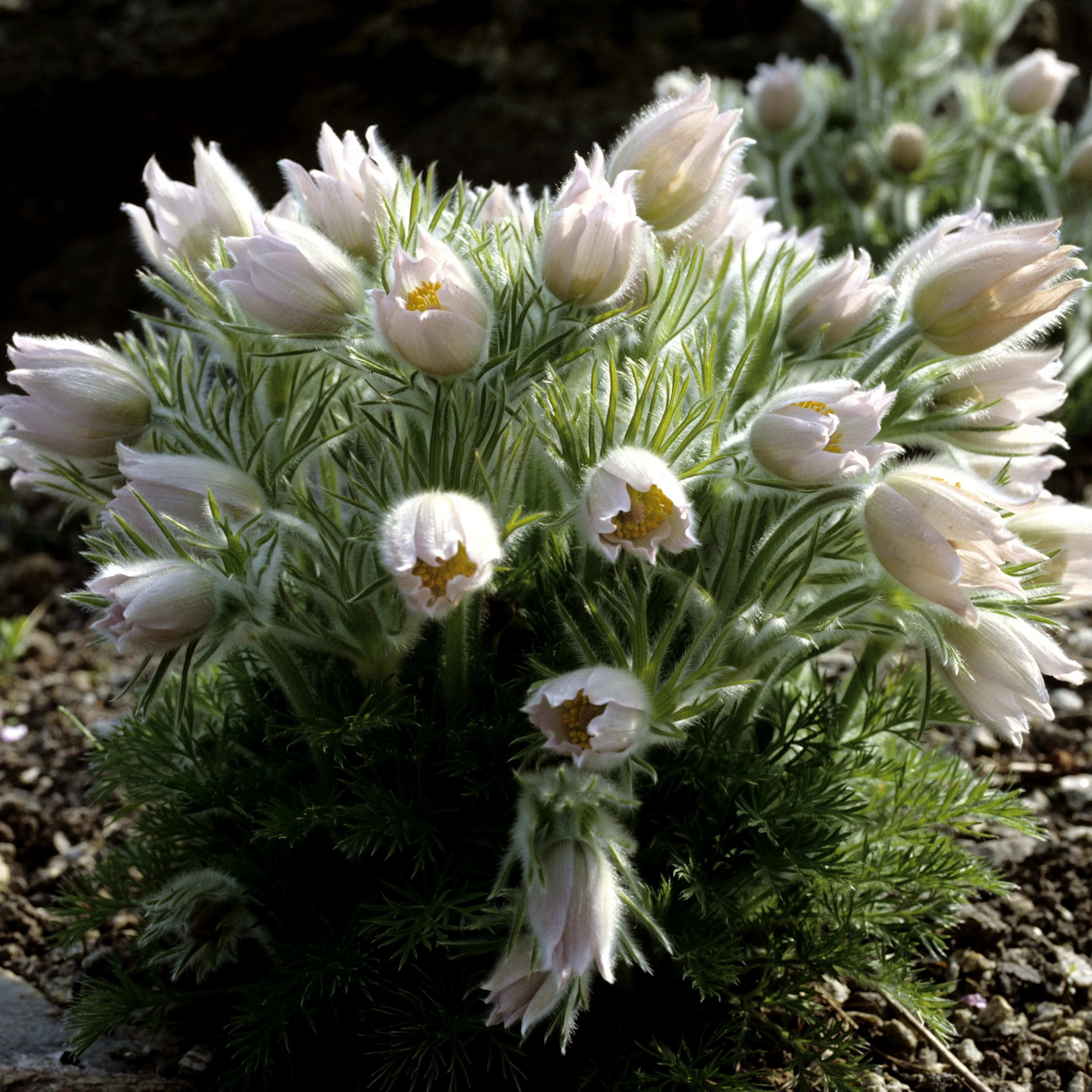 Planta Backsippa Omnia Garden Alba