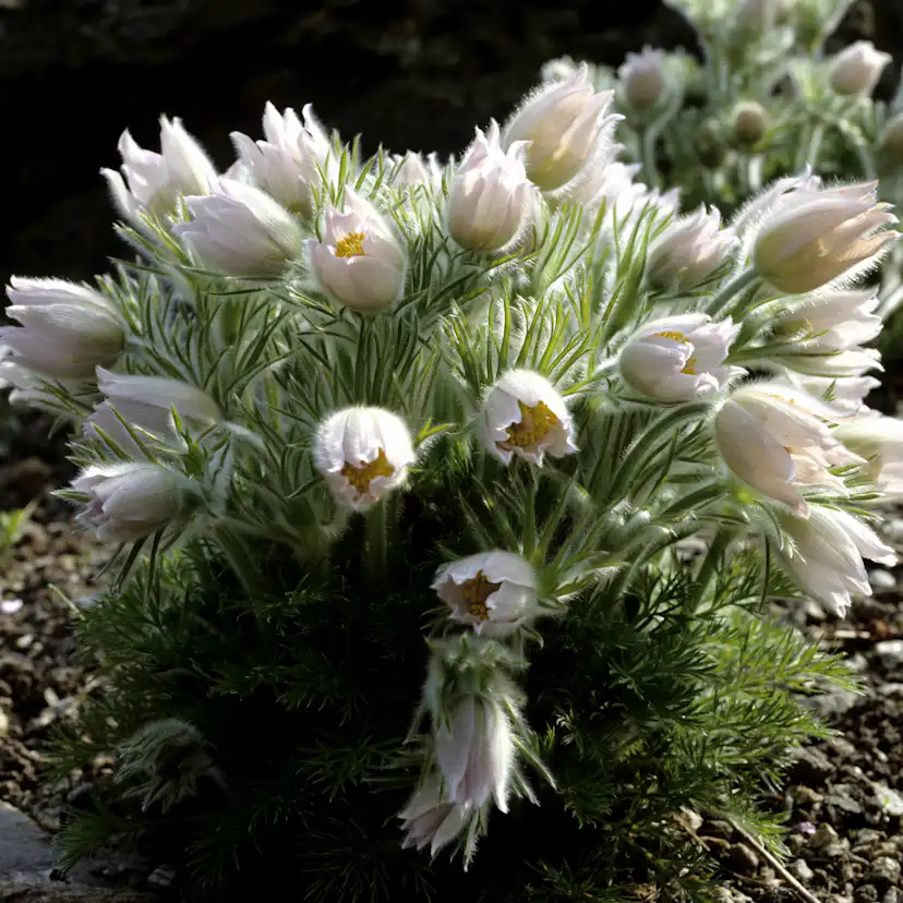 Planta Backsippa Omnia Garden Alba