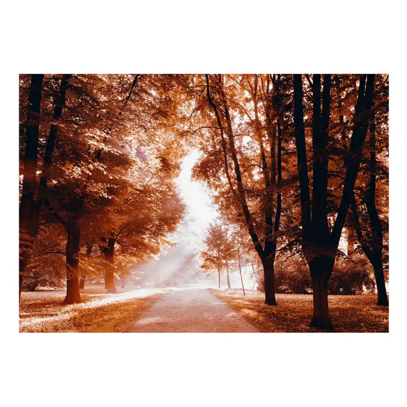 Självhäftande fototapet - Autumn Park 343x245 Storlek: 343x245 cm