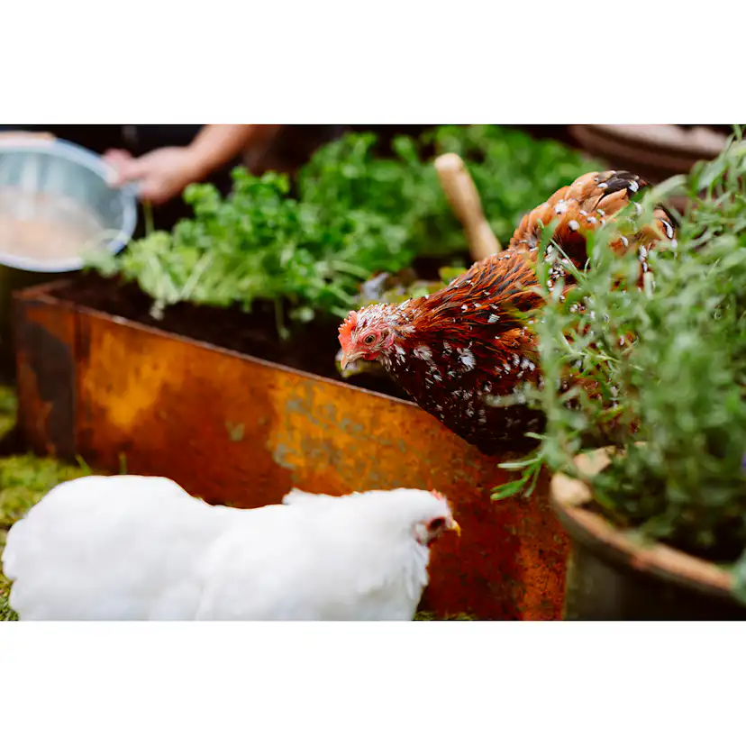 Odla Pallkrage 1200x800x200x1mm, obehandlad Obehandlad