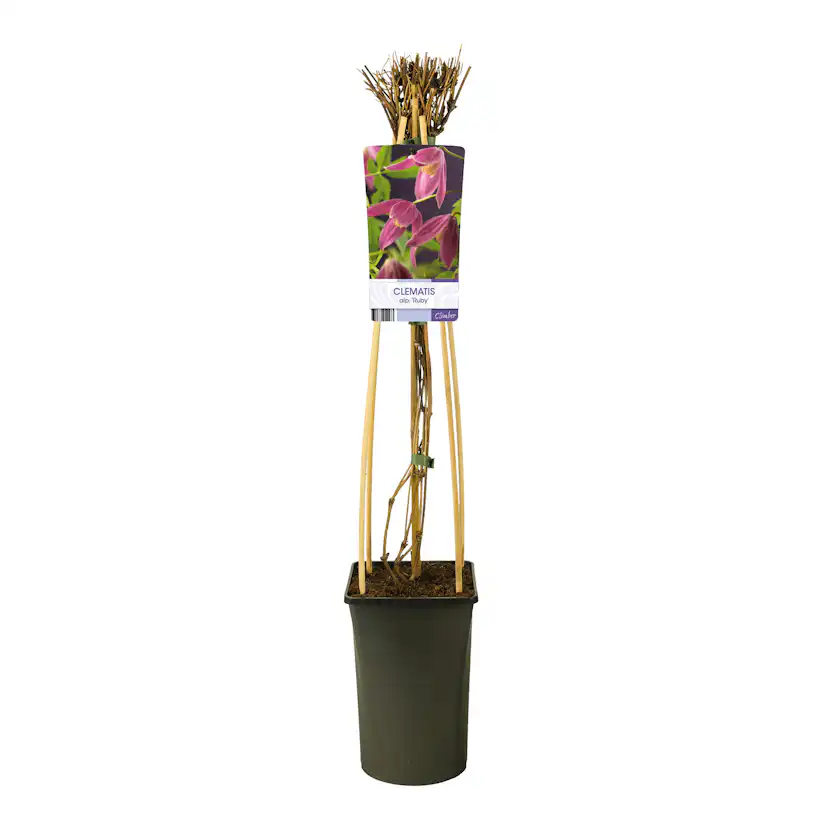 Klätterväxt Purpurröd Alpklematis Omnia Garden 40-60 cm