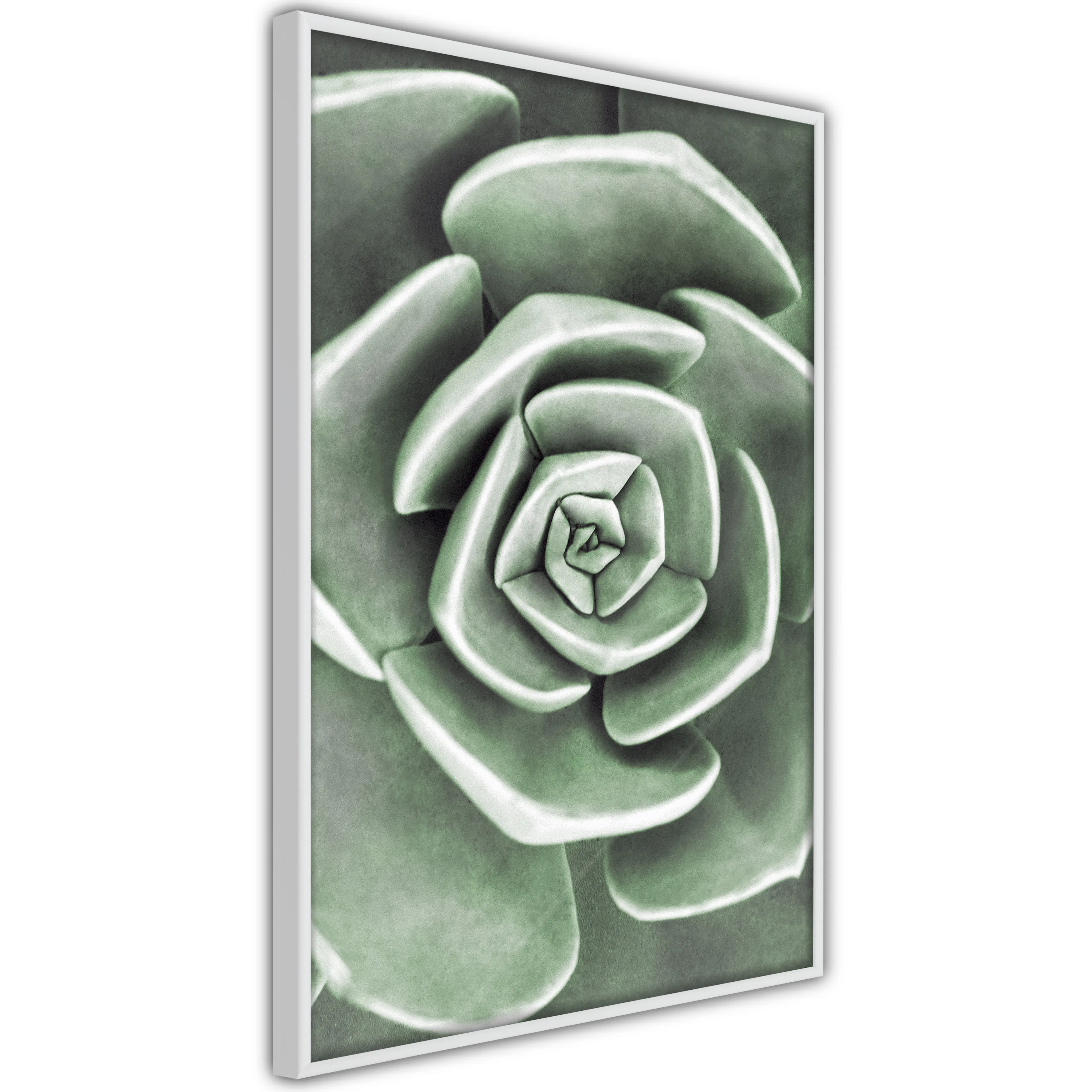 Poster Artgeist Affisch Beautiful Succulent