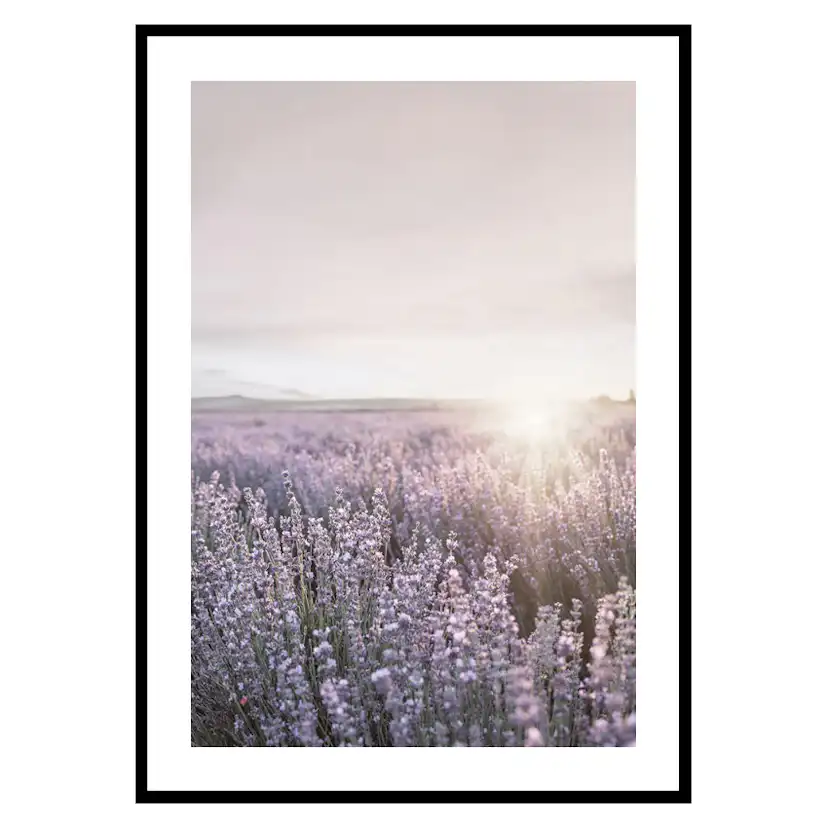 Poster Gallerix Provence Lavender