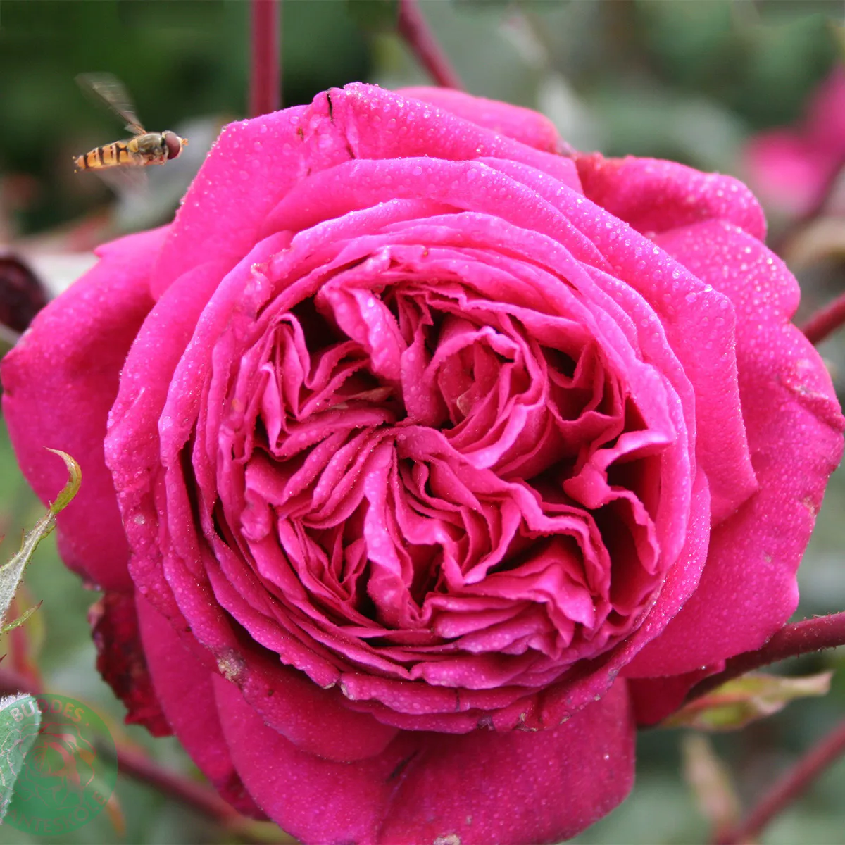 Rosa "Natalie Renaissance", 1-pack 1-pack