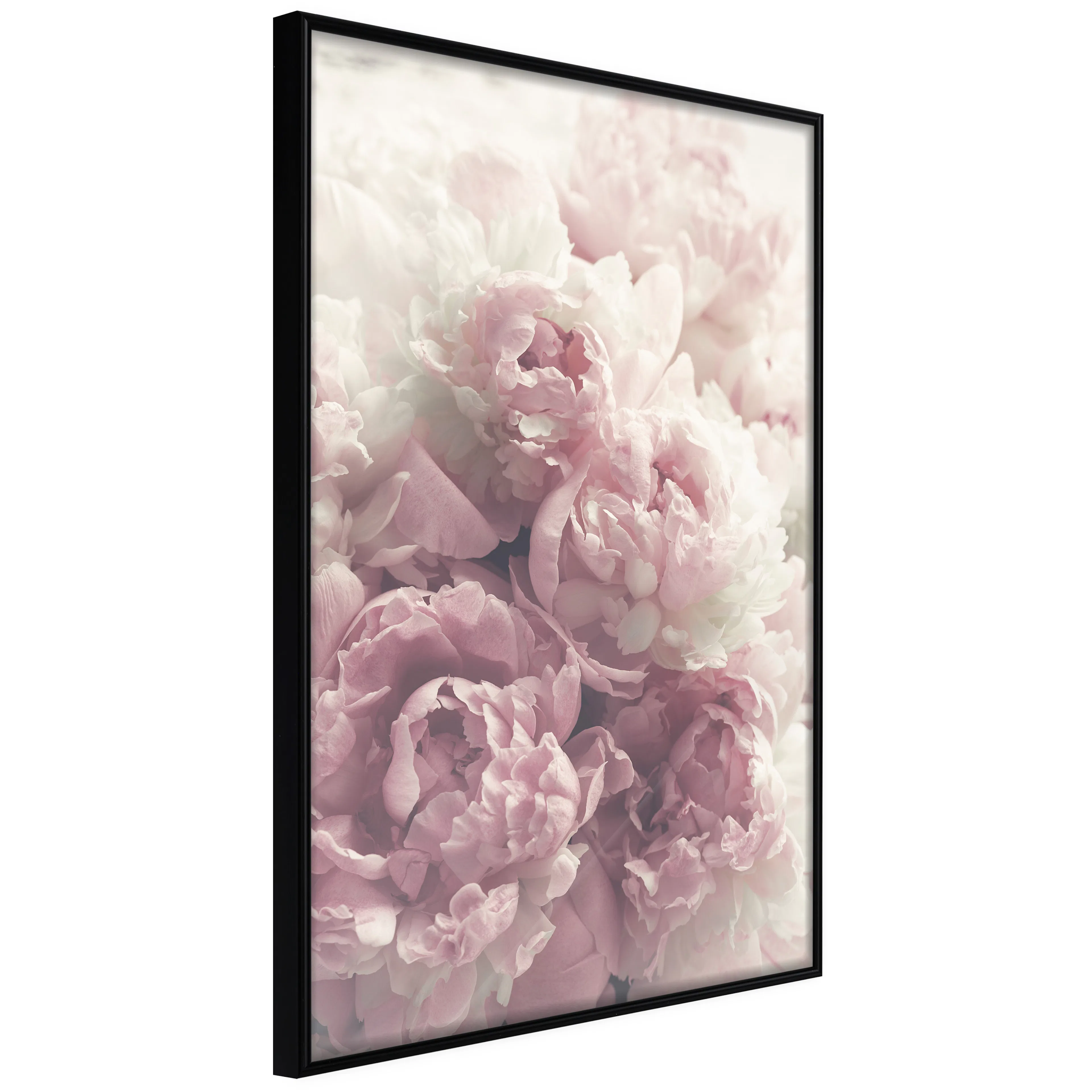 Affisch - Delicate Peonies [Poster] 40x60 Svart ram, 40x60 cm