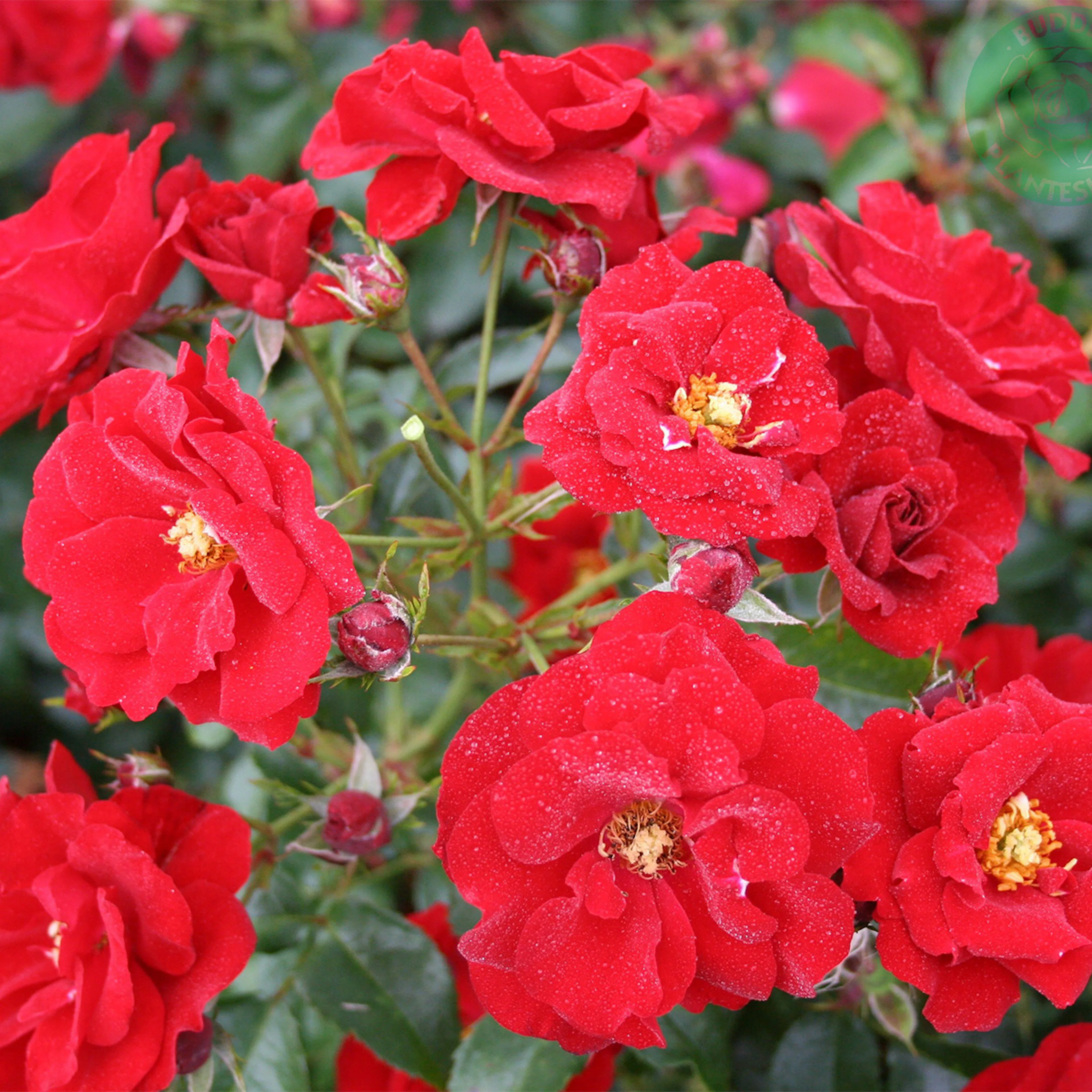 Rosa "Austriana", 5-pack 5-pack
