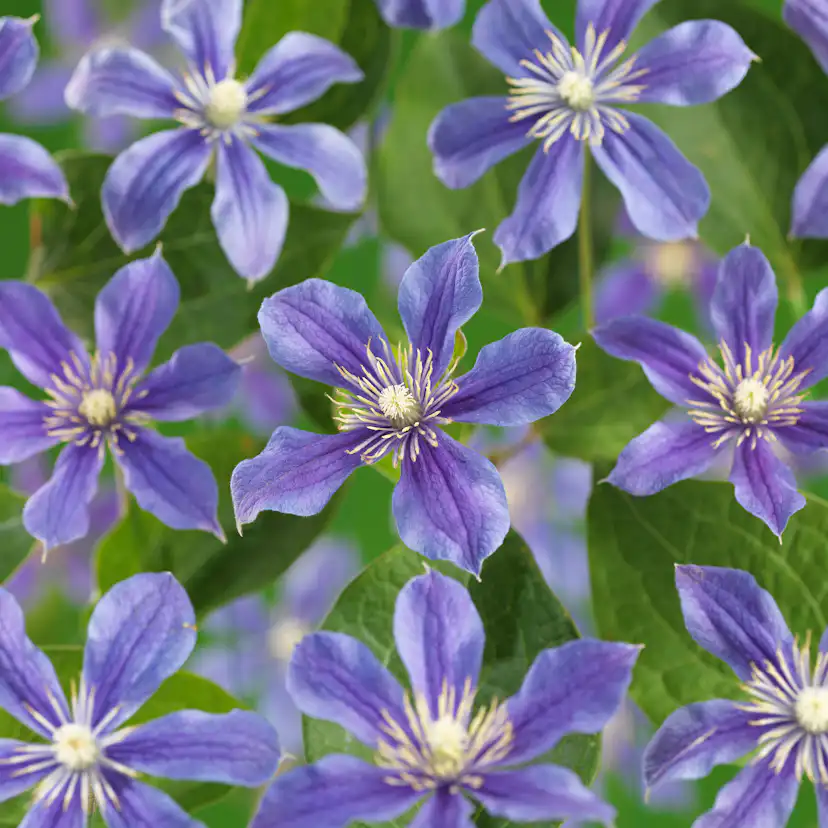 Klätterväxt Blåviolett Klematis Omnia Garden 40-60 cm