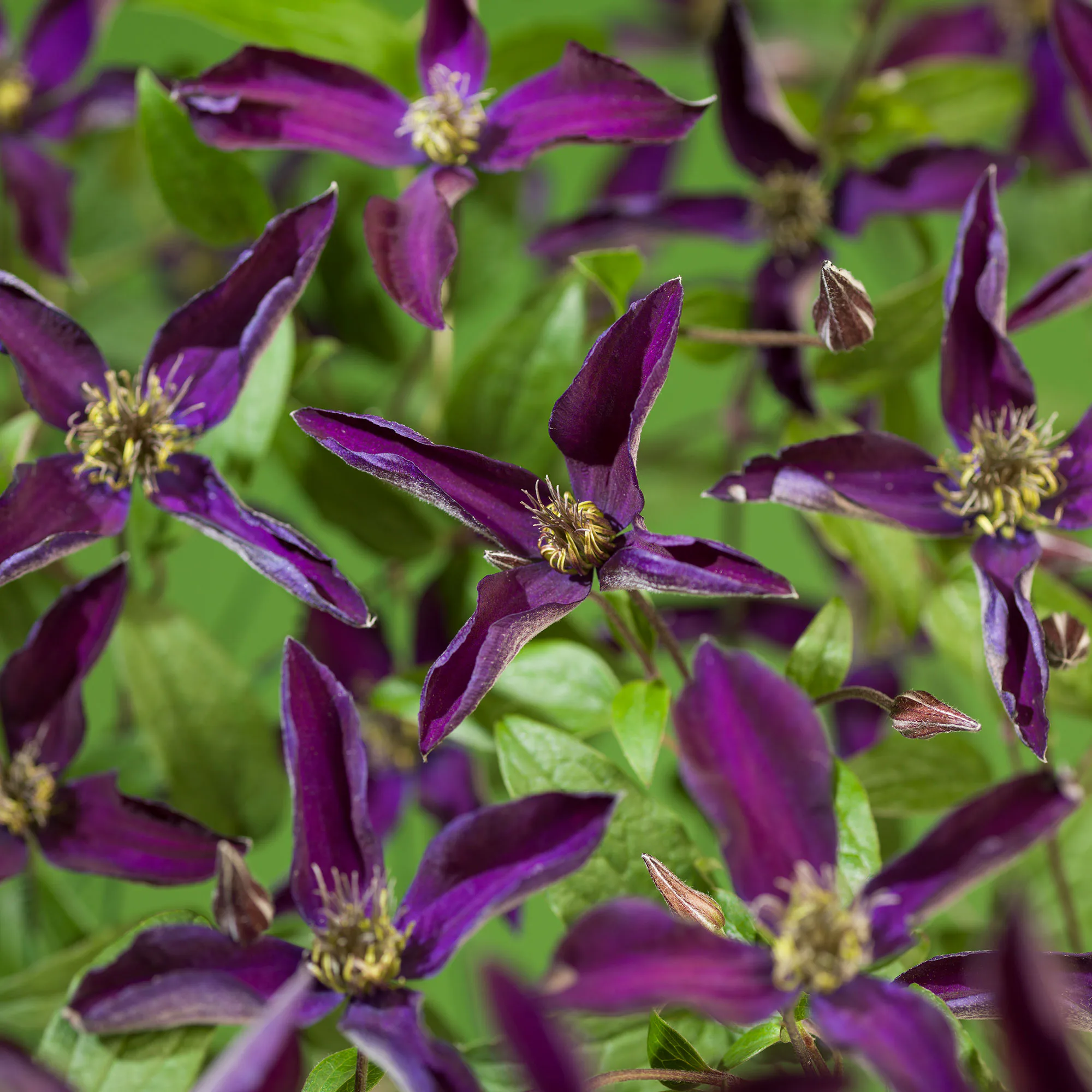 Klätterväxt Klematis Omnia Garden Noora 40-60 cm