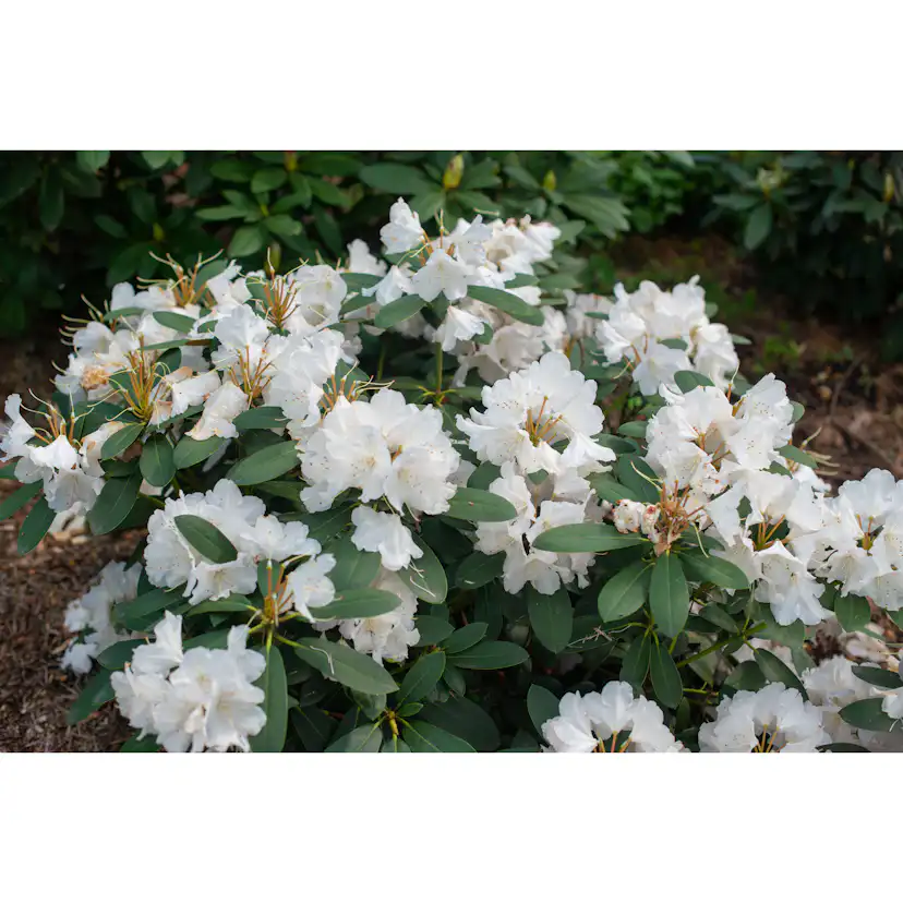 Rhododendron Omnia Garden Schneekrone 25-30 cm