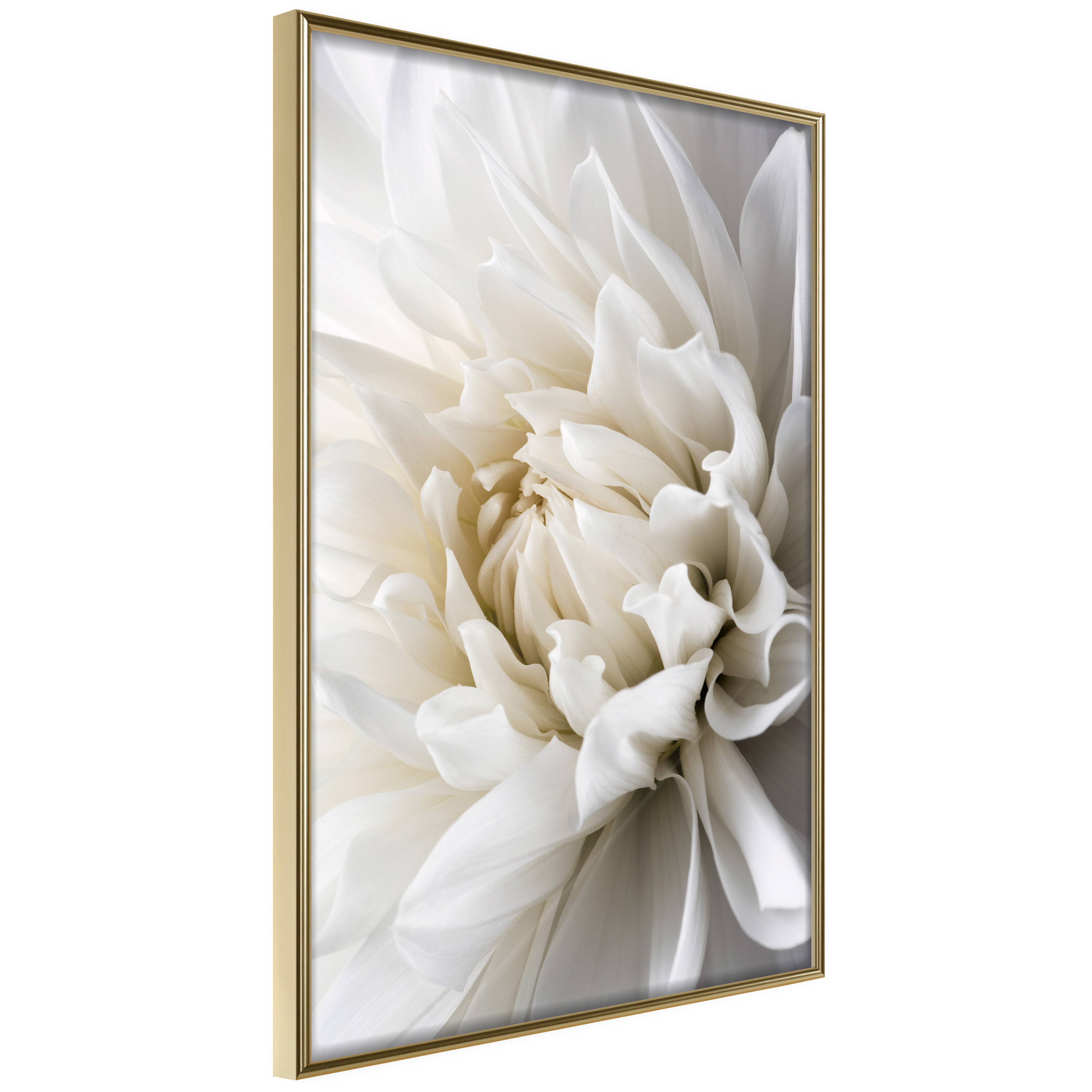 Affisch - White Dahlia [Poster] 20x30 Guld ram, 20x30 cm