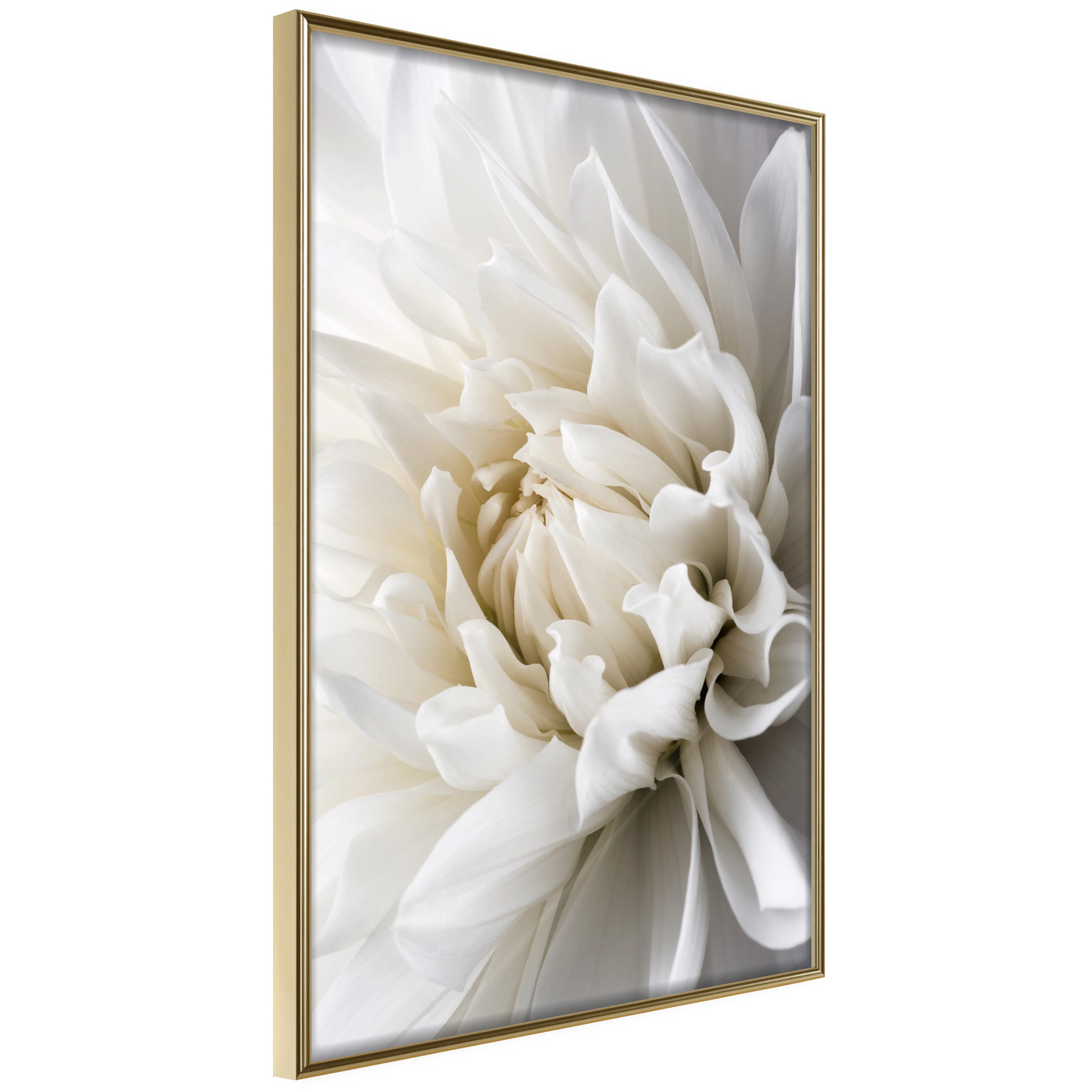Poster Artgeist Affisch White Dahlia