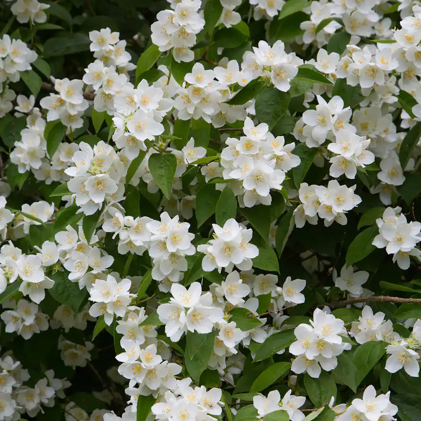 Prydnadsbuske Omnia Garden Doftschersmin