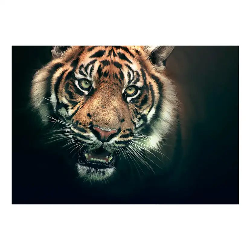 Fototapet Arkiio Bengal Tiger