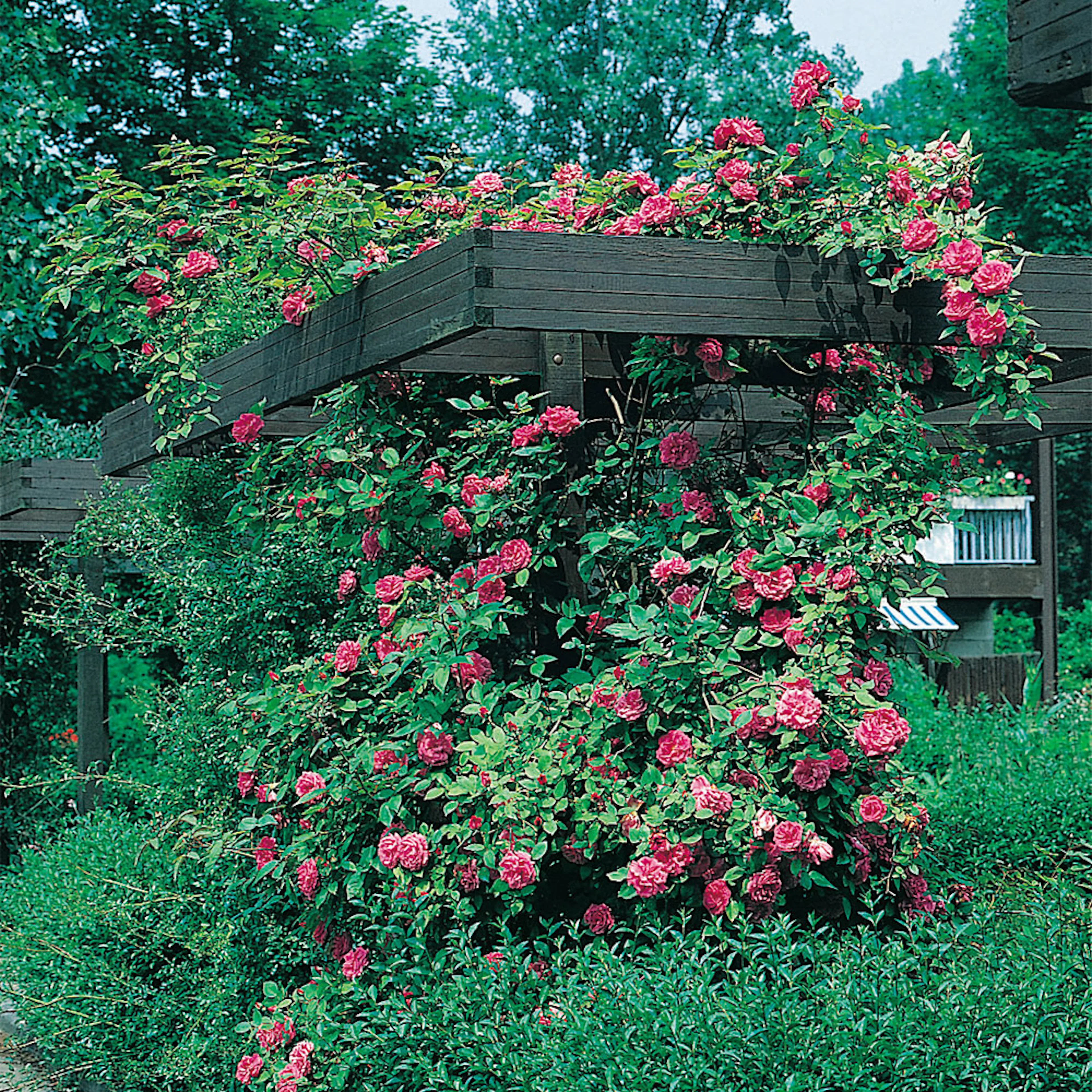 Rosa "Maidens Blush", 1-pack 1-pack